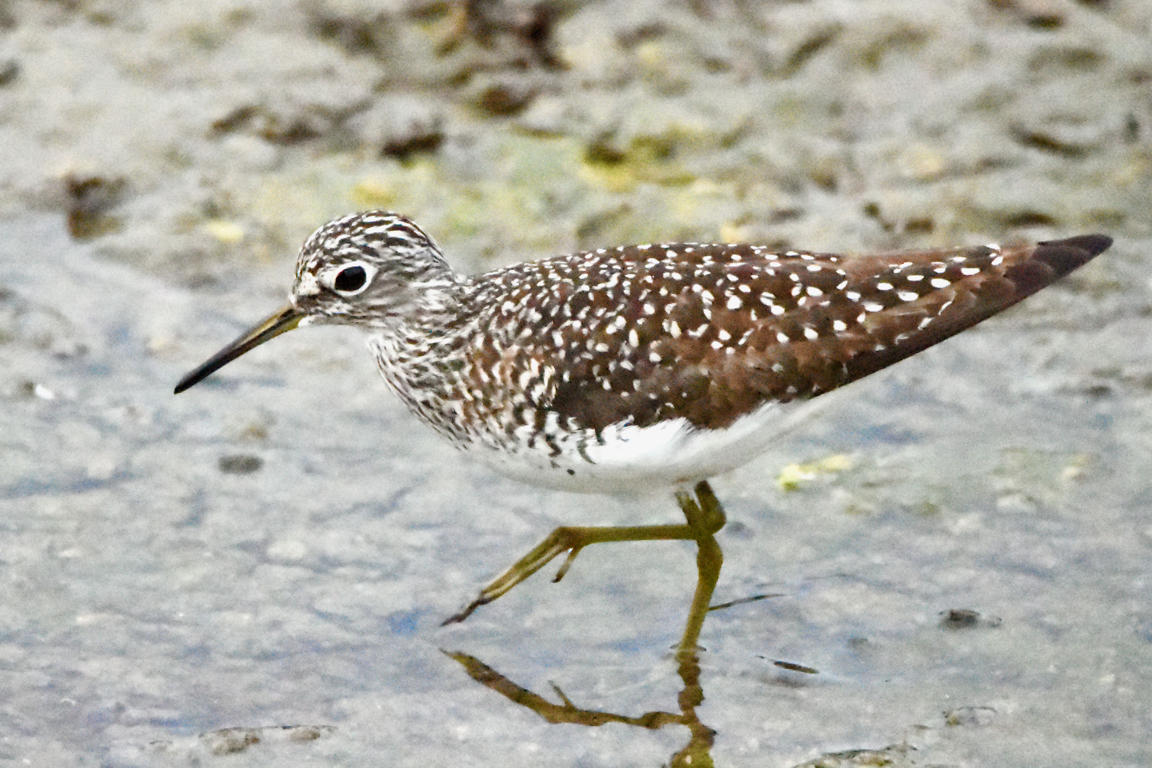 solitary sandpiper