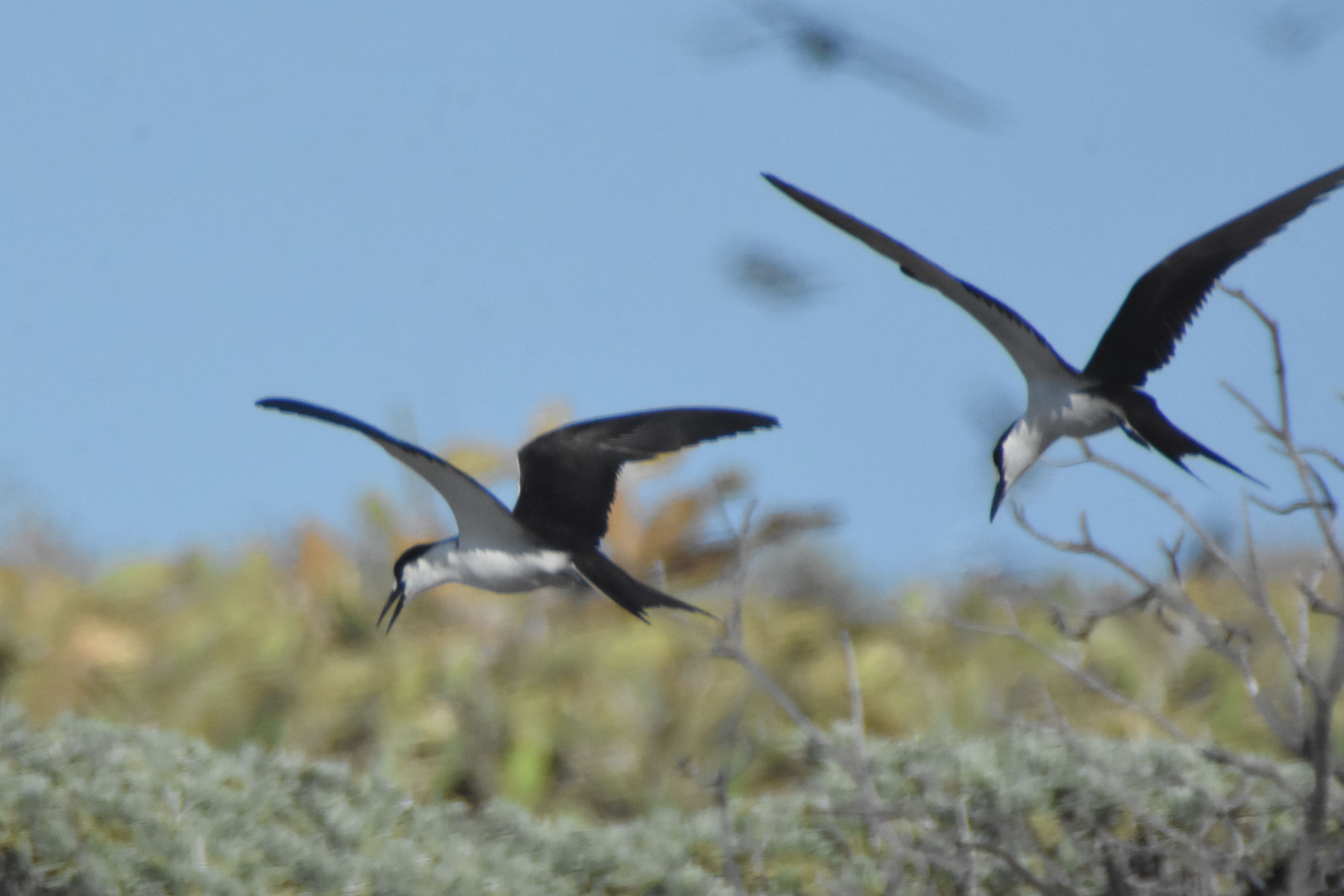 sooty tern