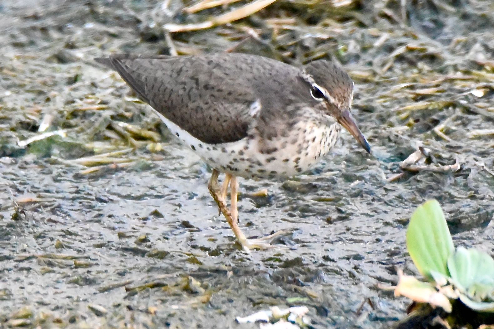 spotted sandpiper