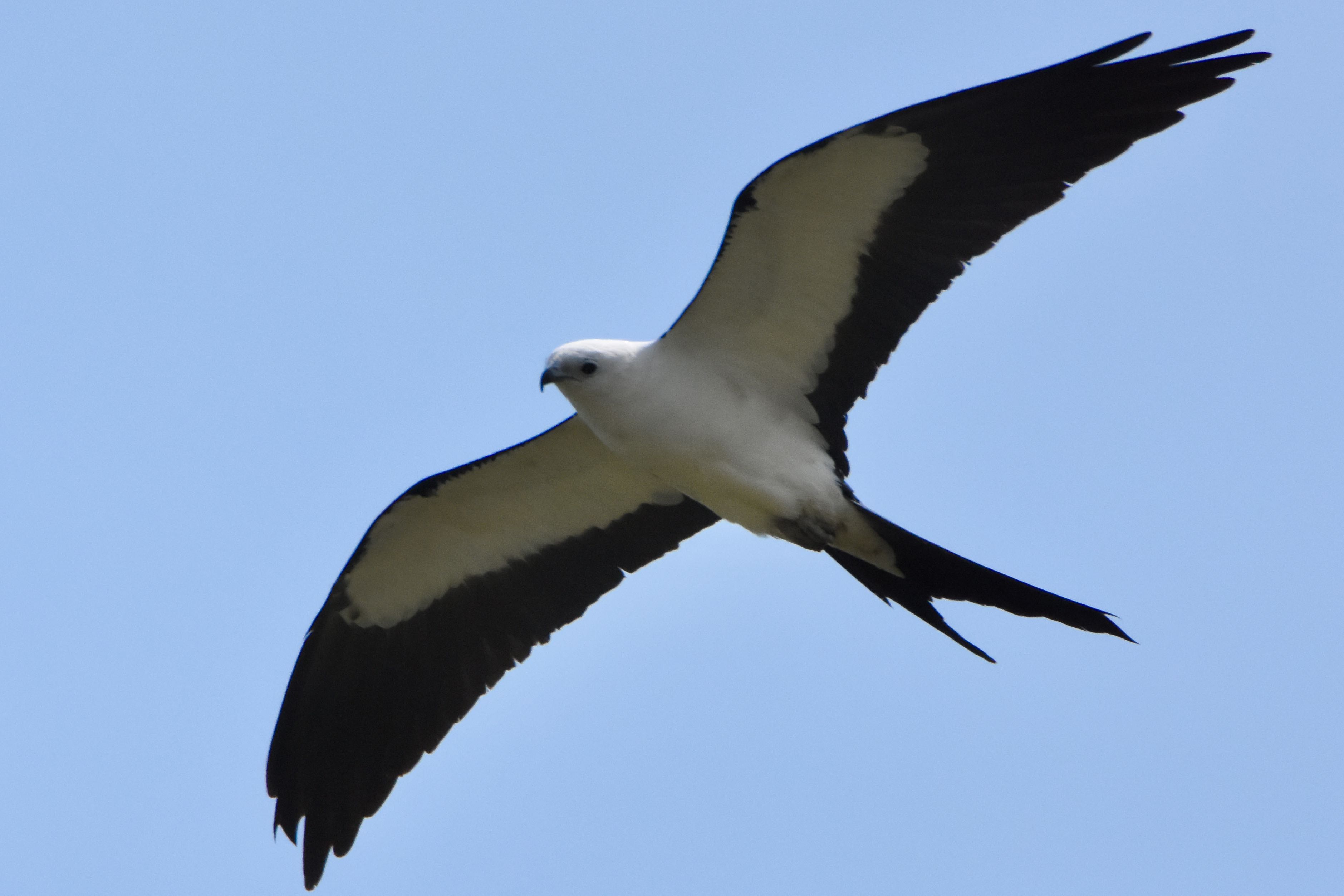 swallow-tailed kite
