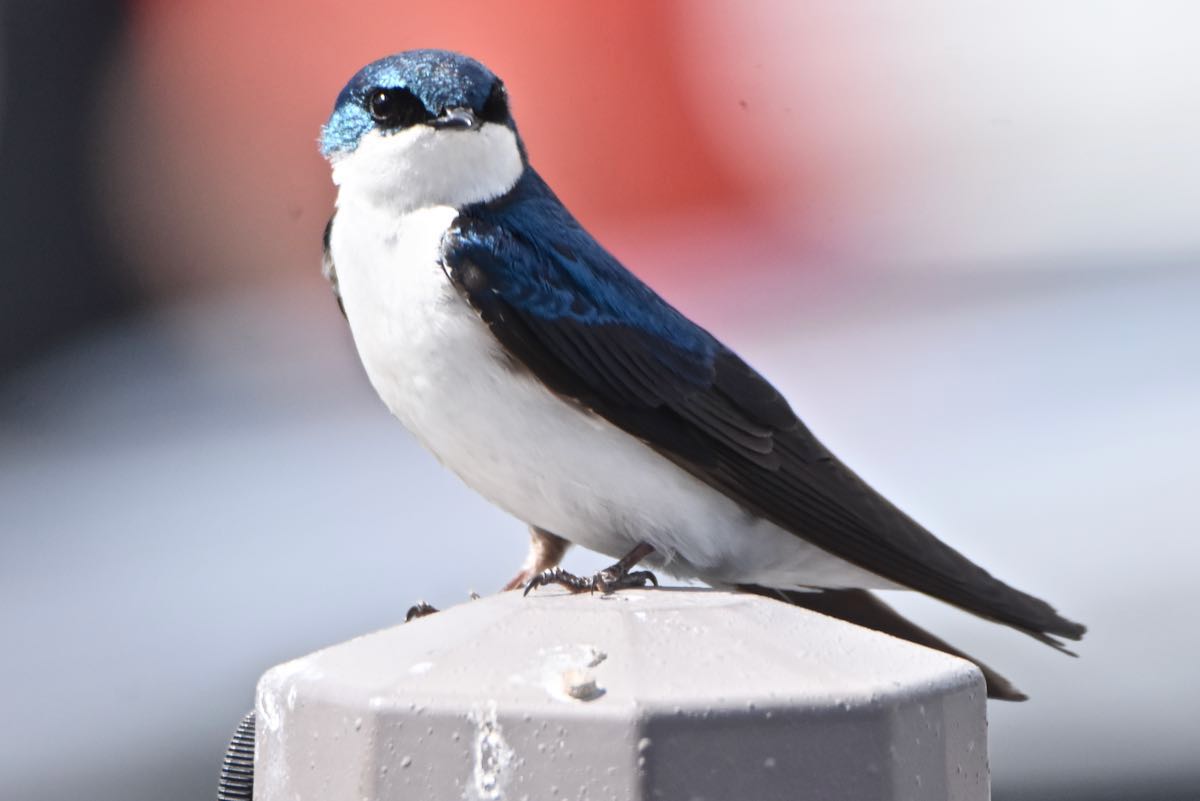 tree swallow