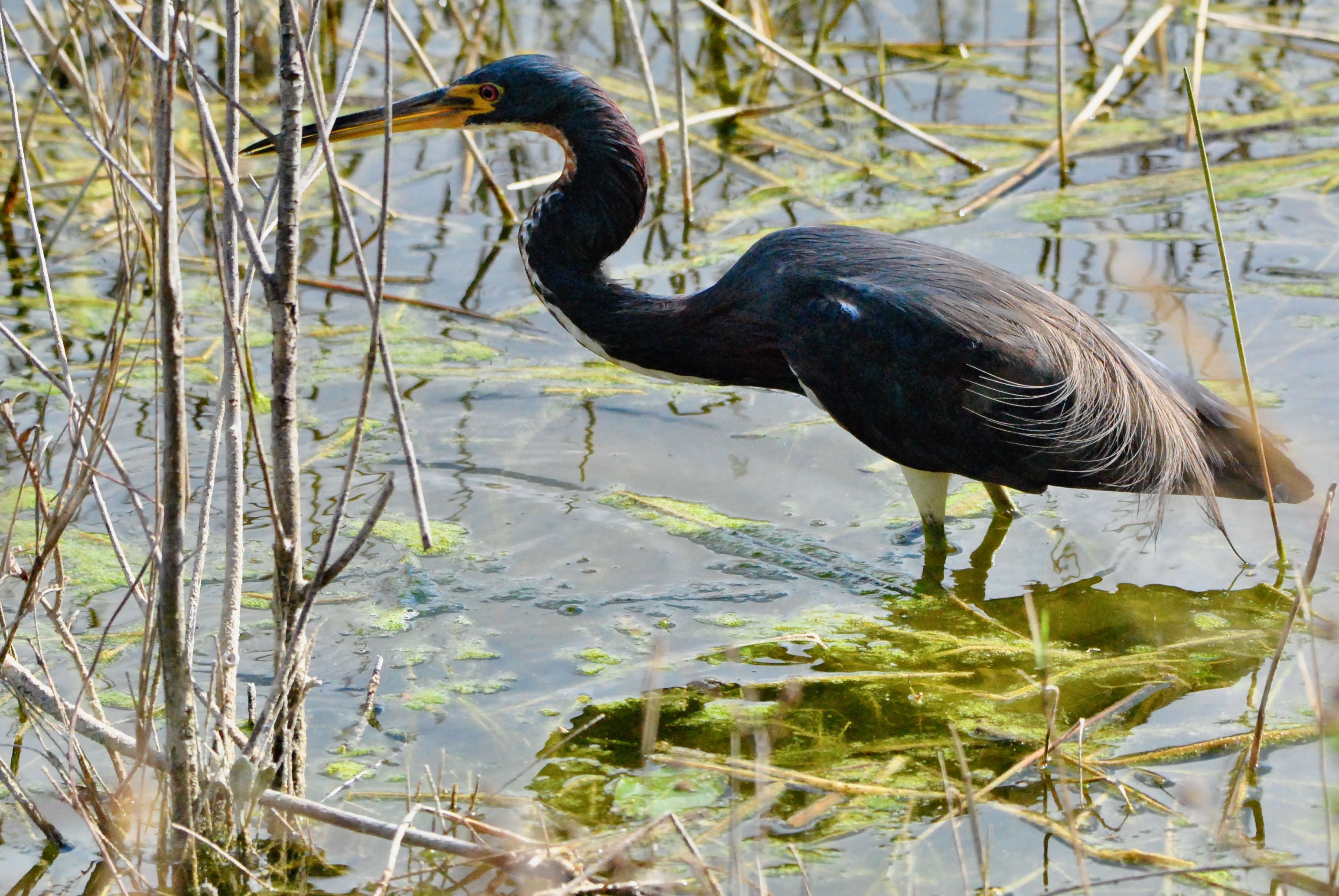 tricolored heron