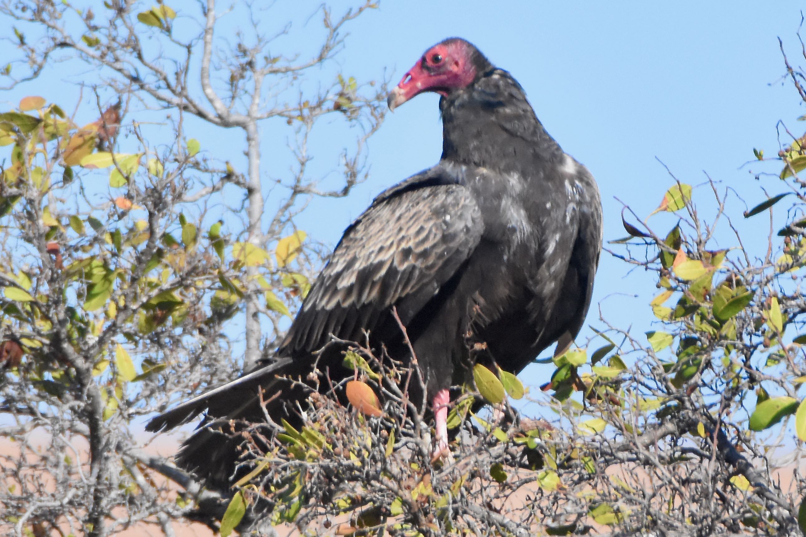 turkey vulture