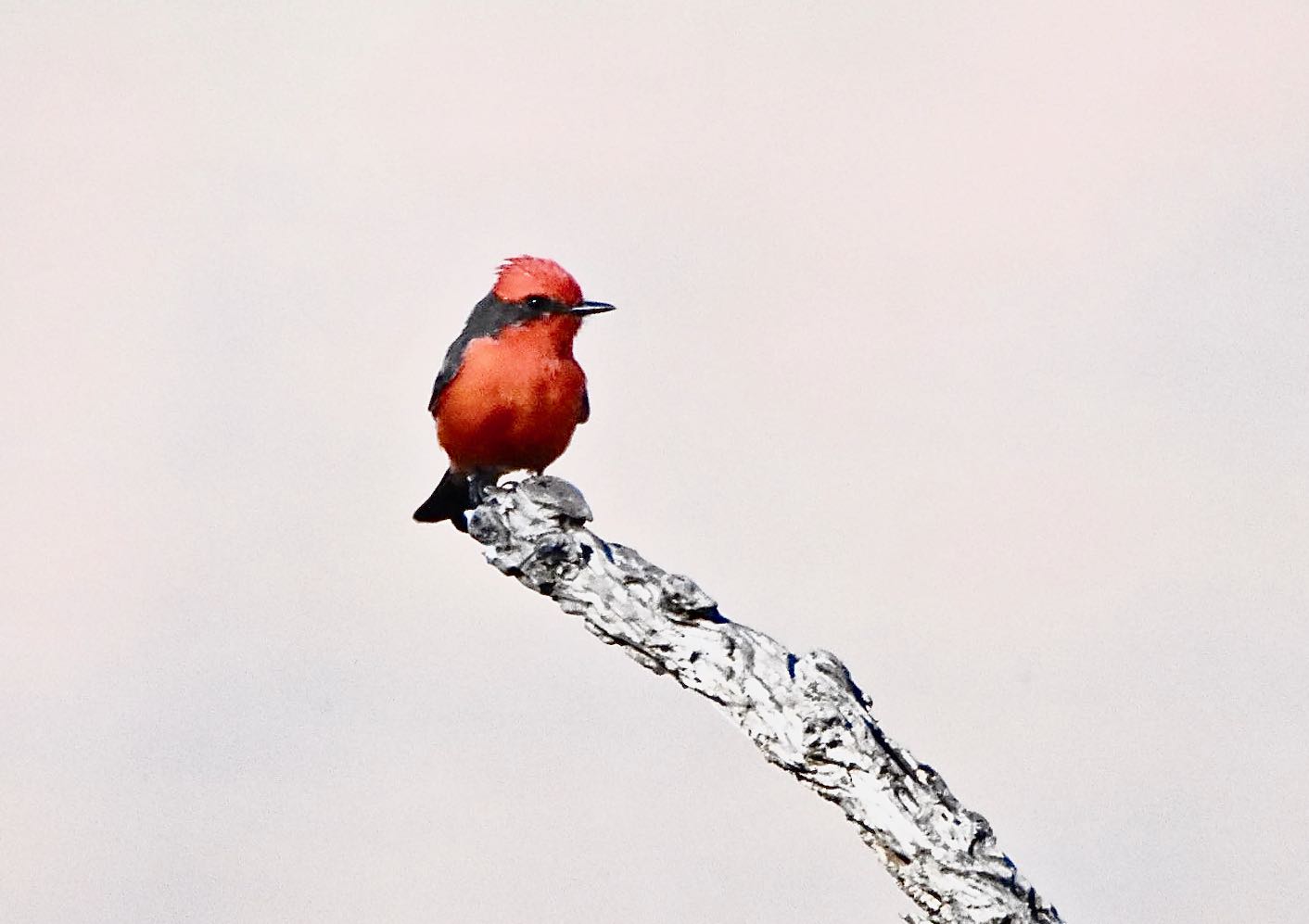 vermilion flycatcher