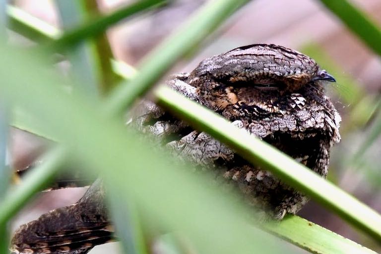 eastern whip-poor-will