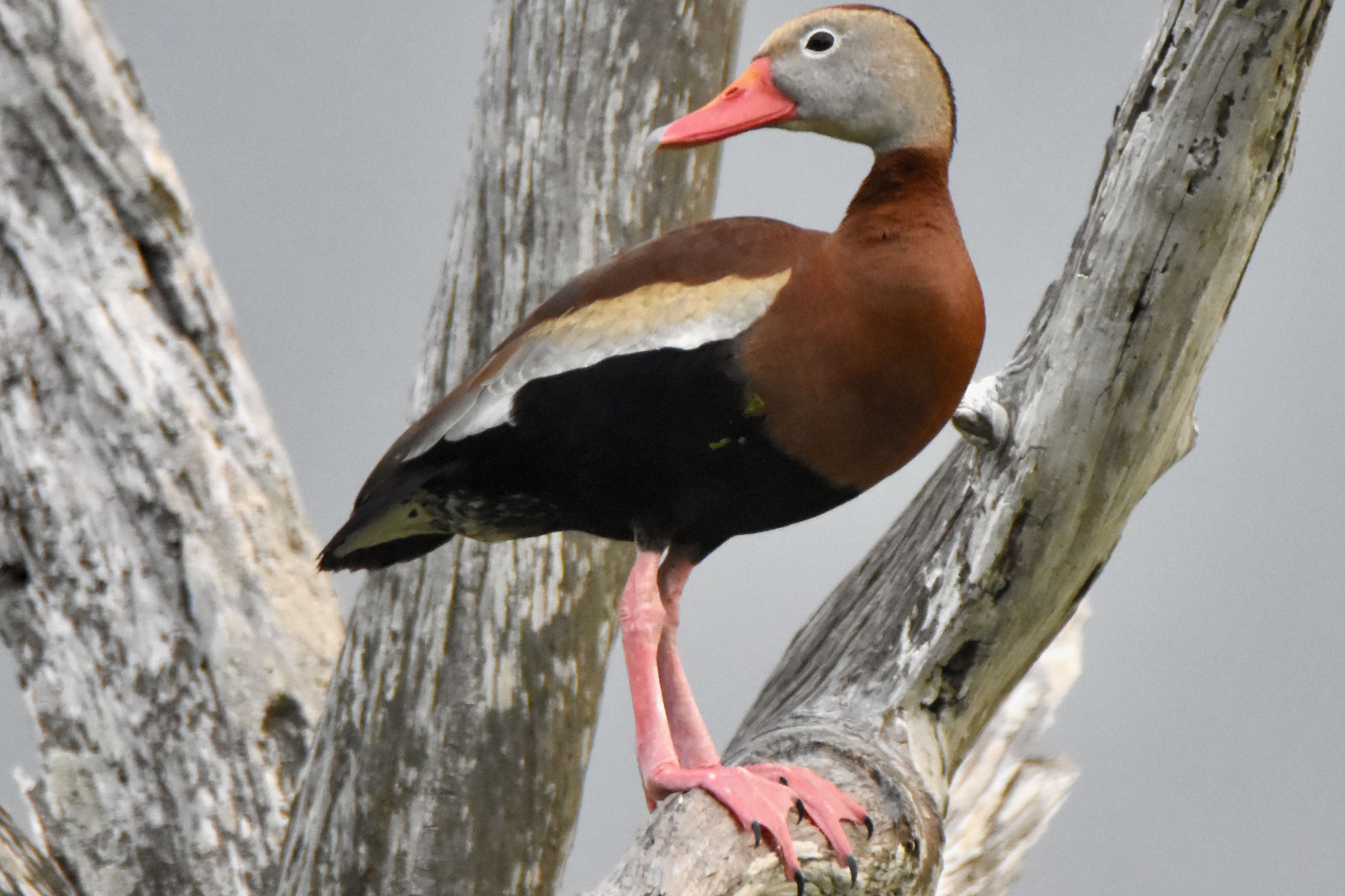 Black-Bellied Whistling Duck