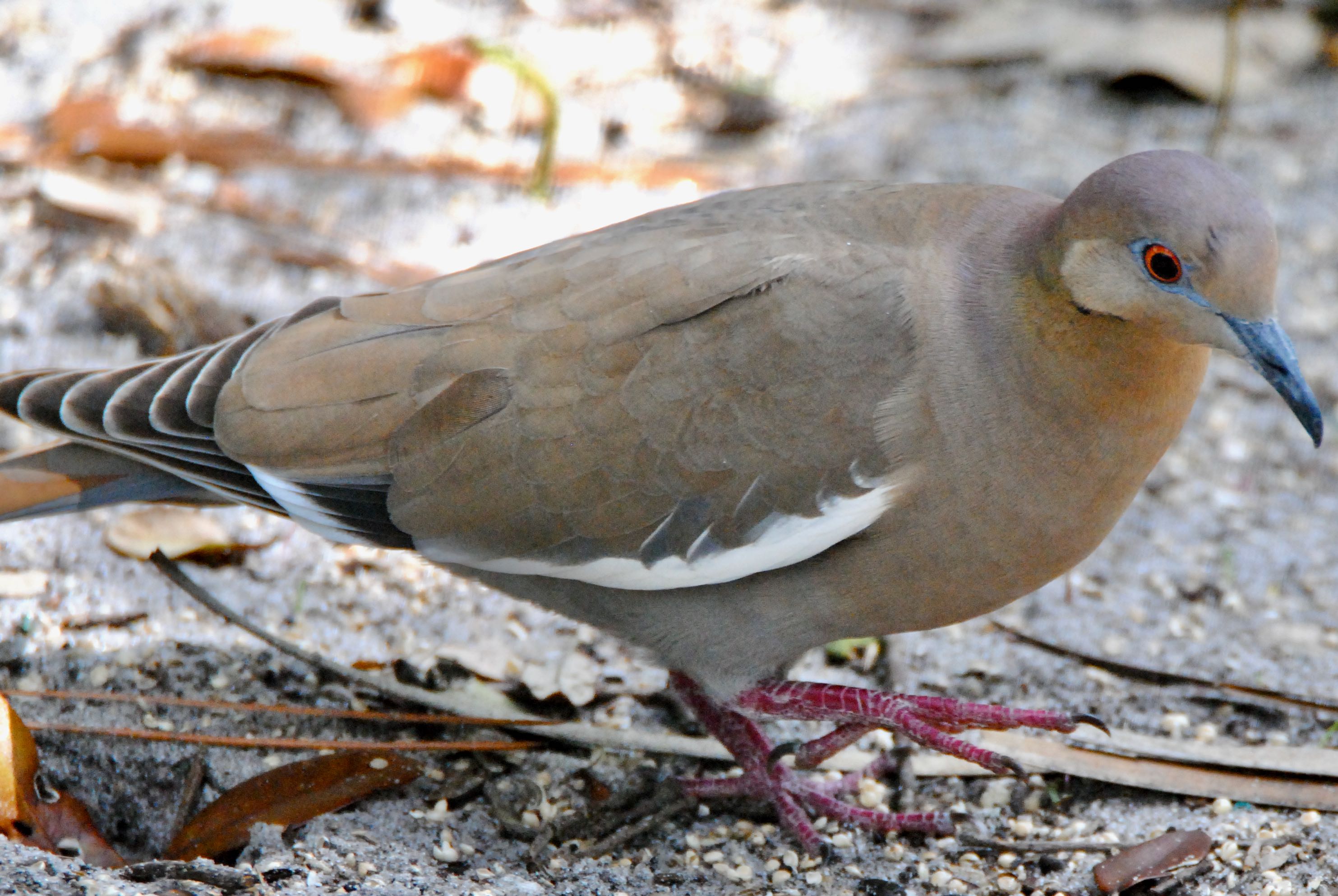 white-winged dove