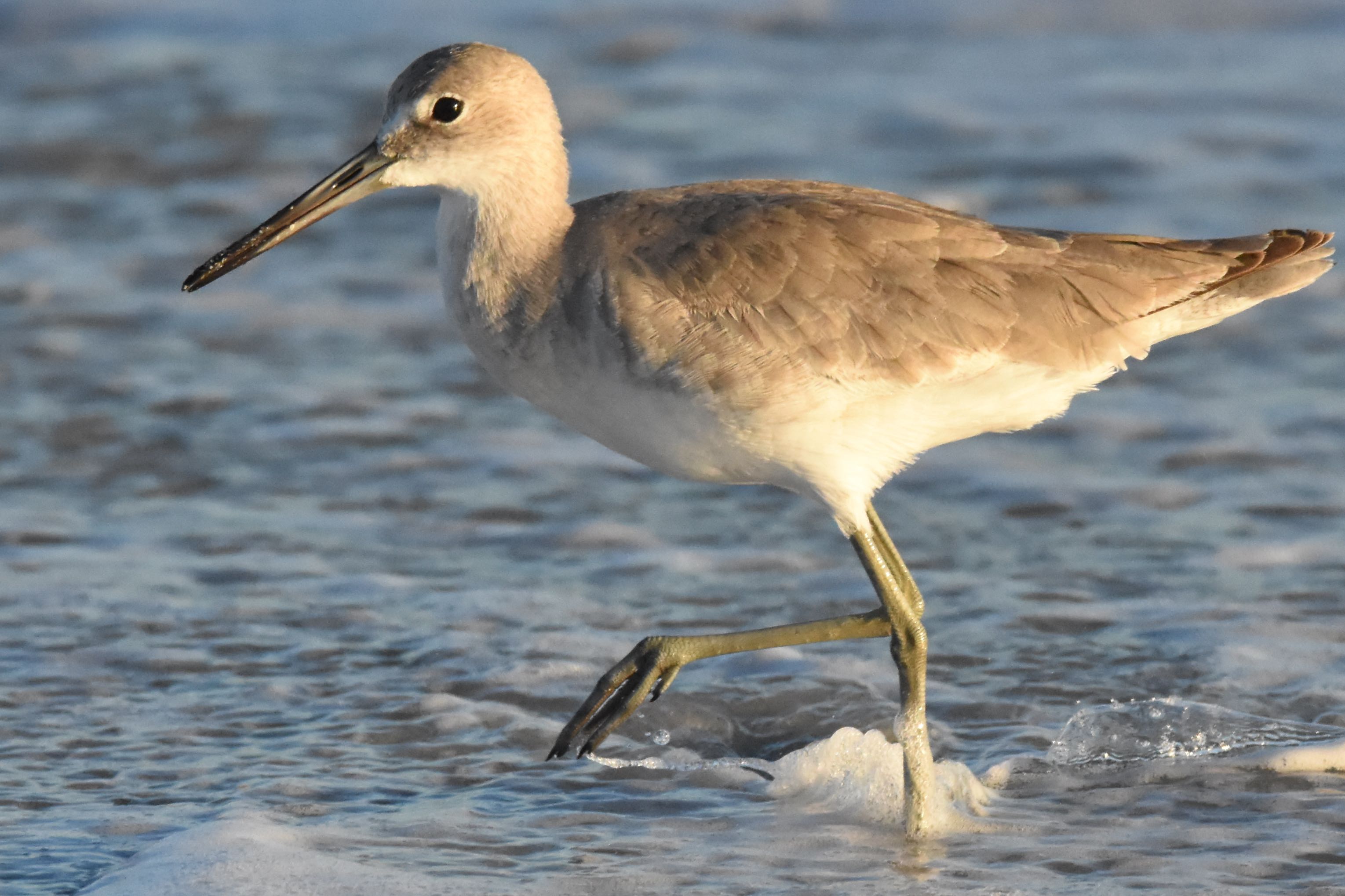 willet
