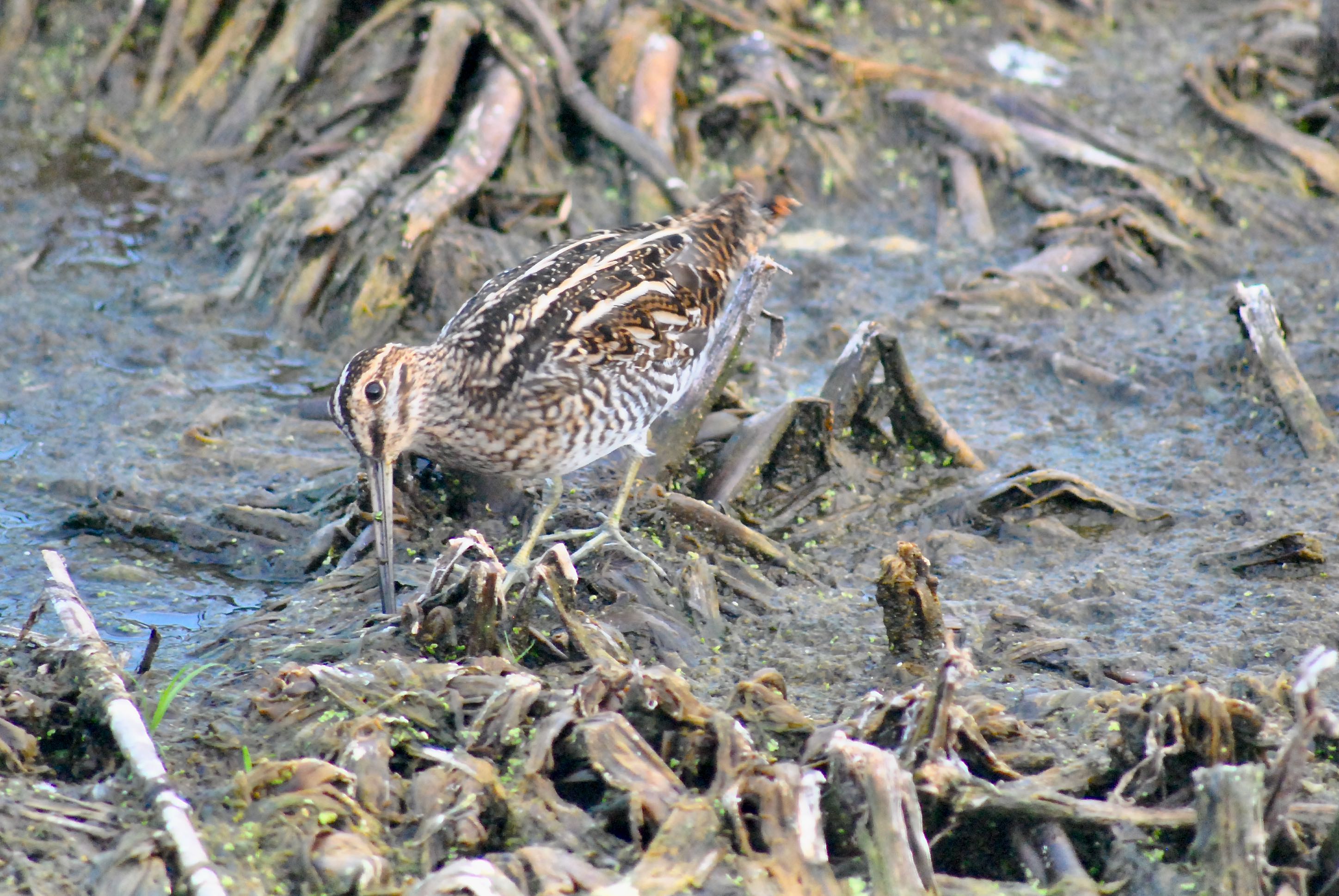 wilson's snipe