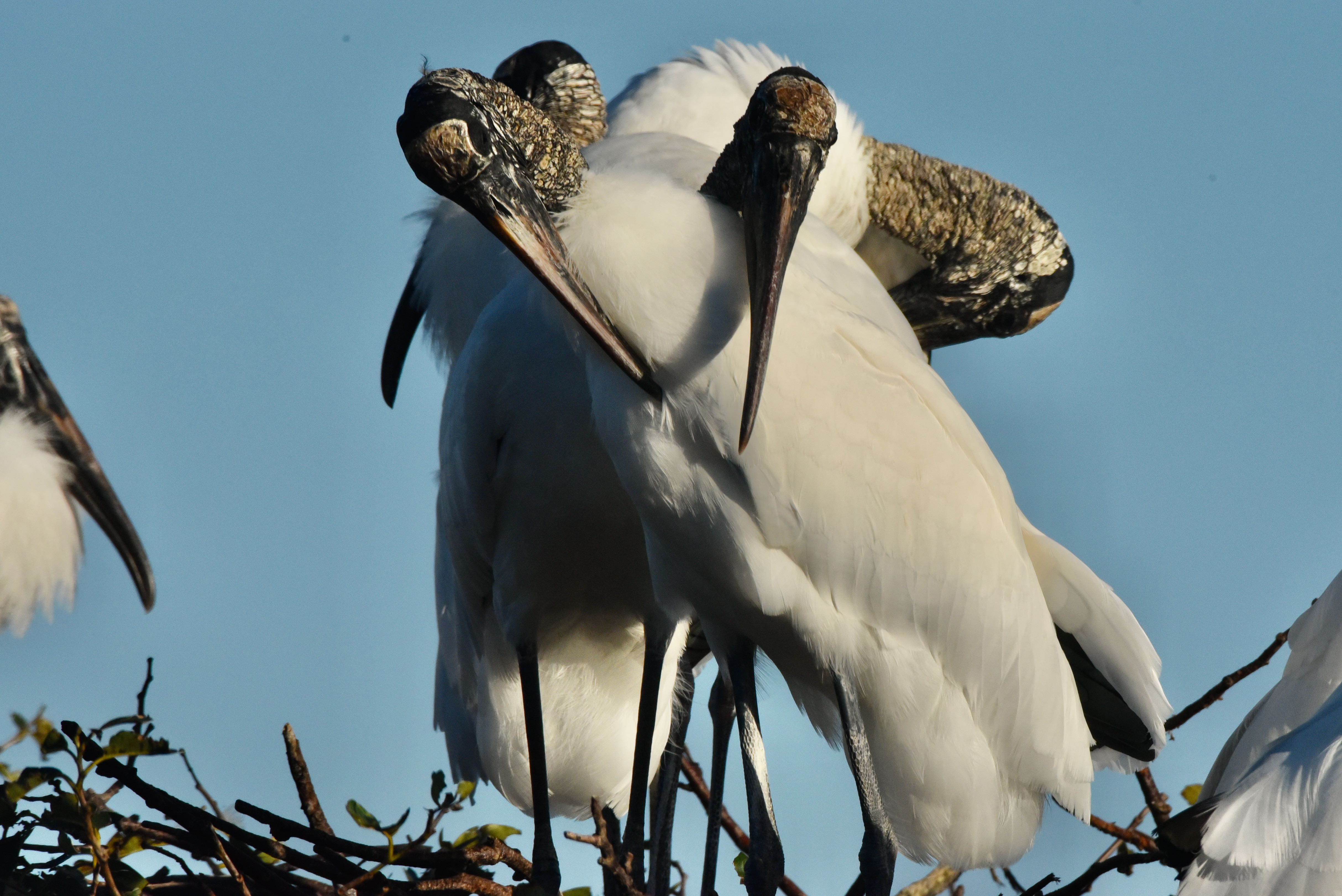 wood stork