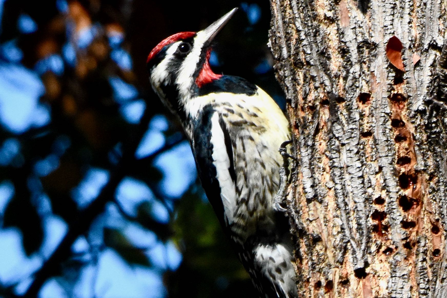 yellow-bellied sapsucker