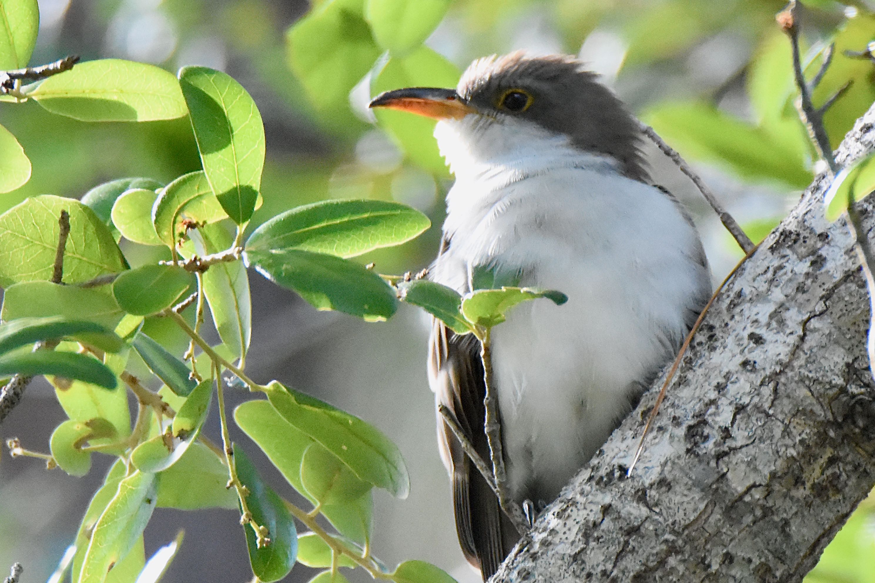 yellow-billed cuckoo