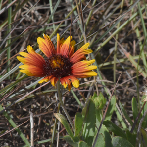 indian blanket