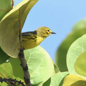prairie warbler
