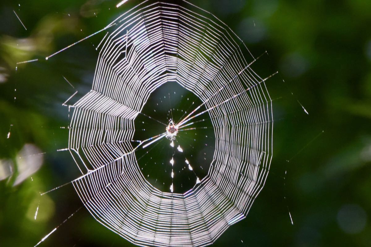 Spiny-orb spider, photographed at MacArthur Beach State Park, North ...