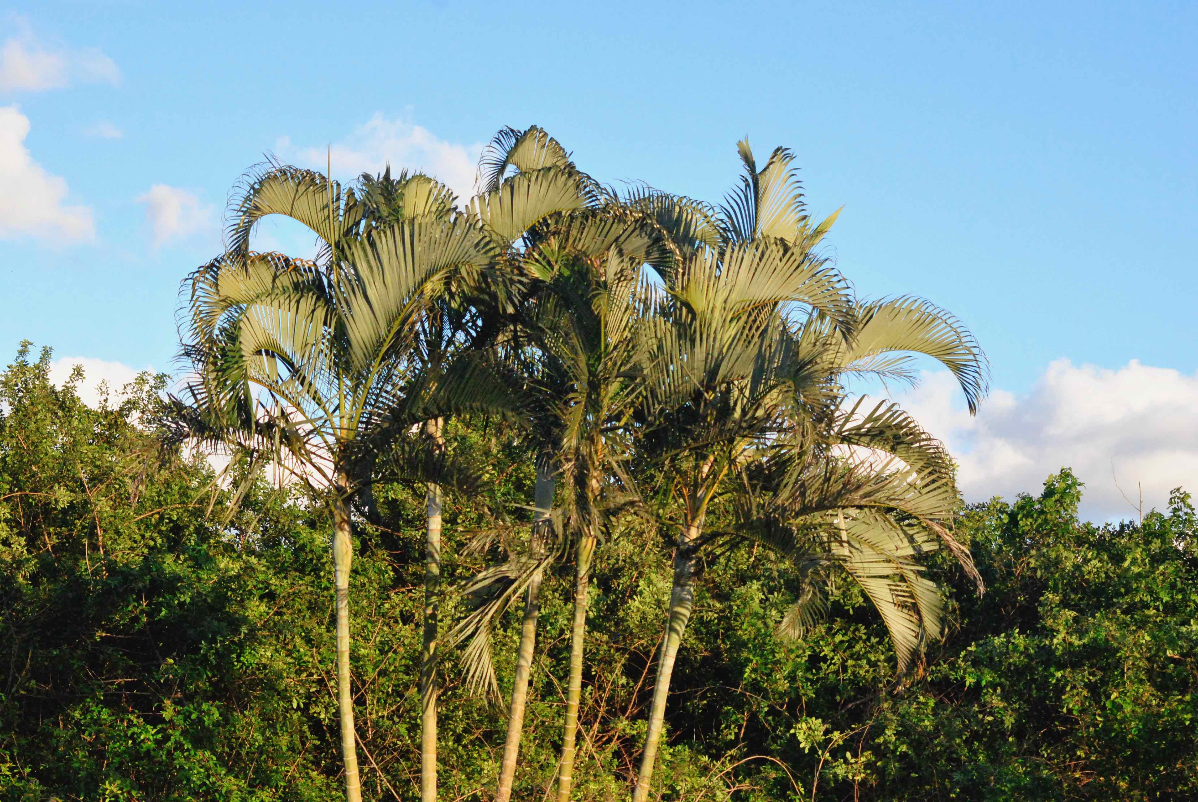 Areca Palm
