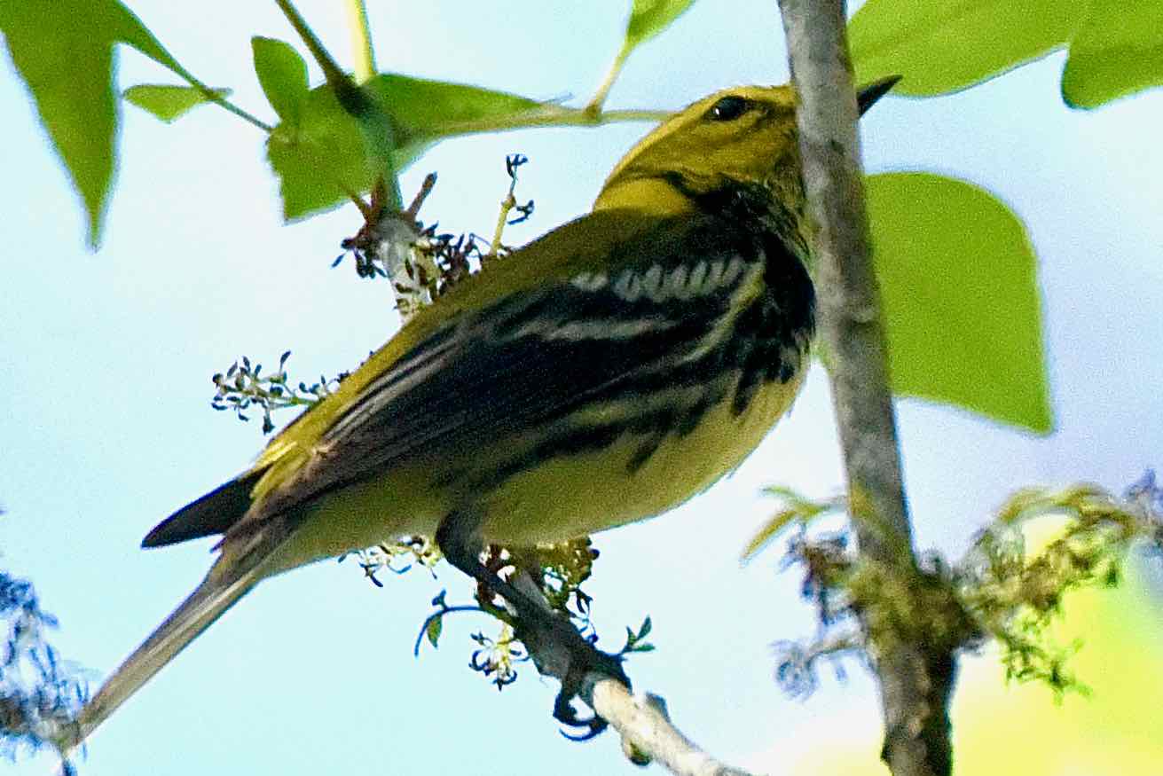 black-throated green warbler