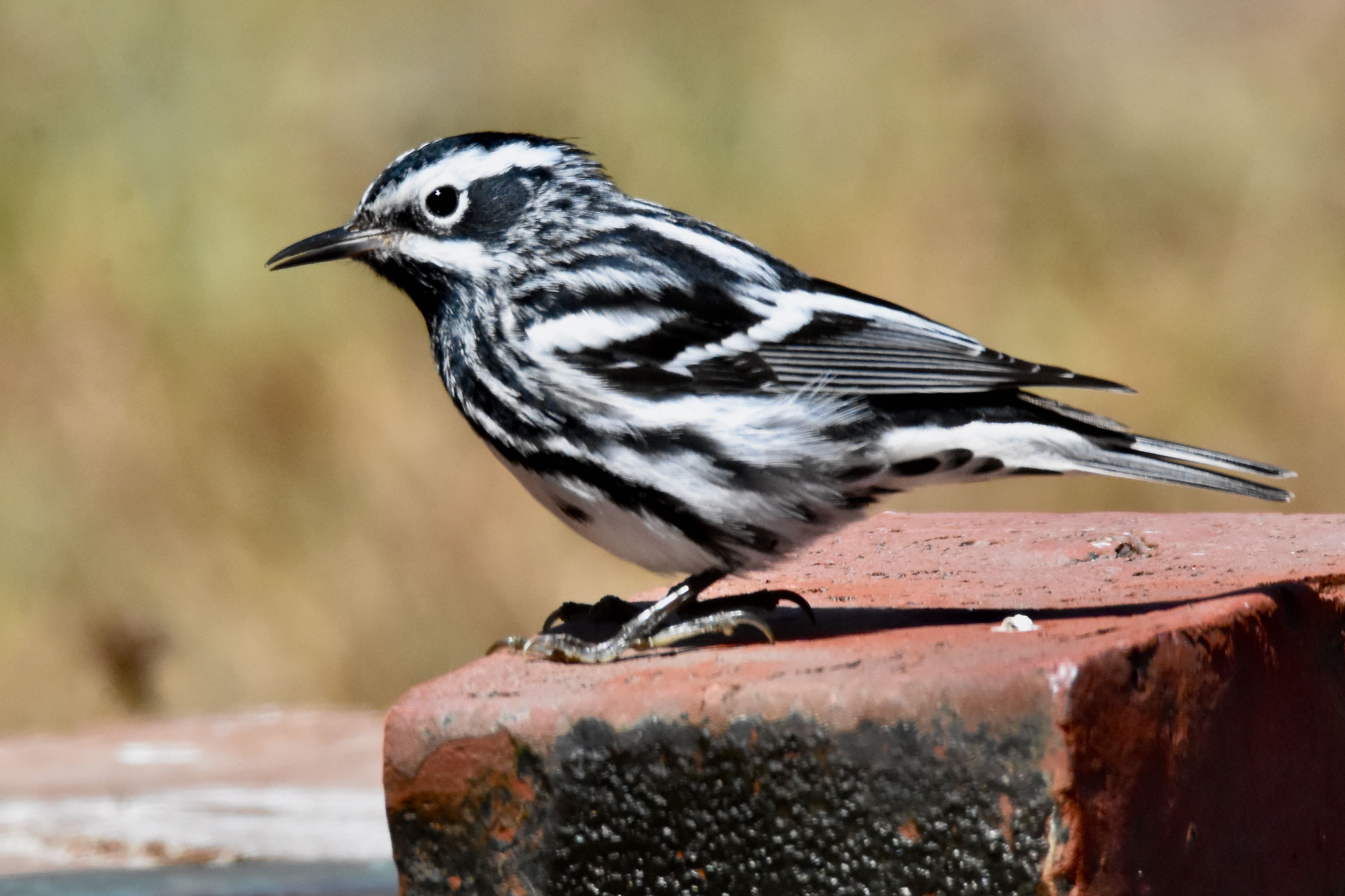 black and white warbler