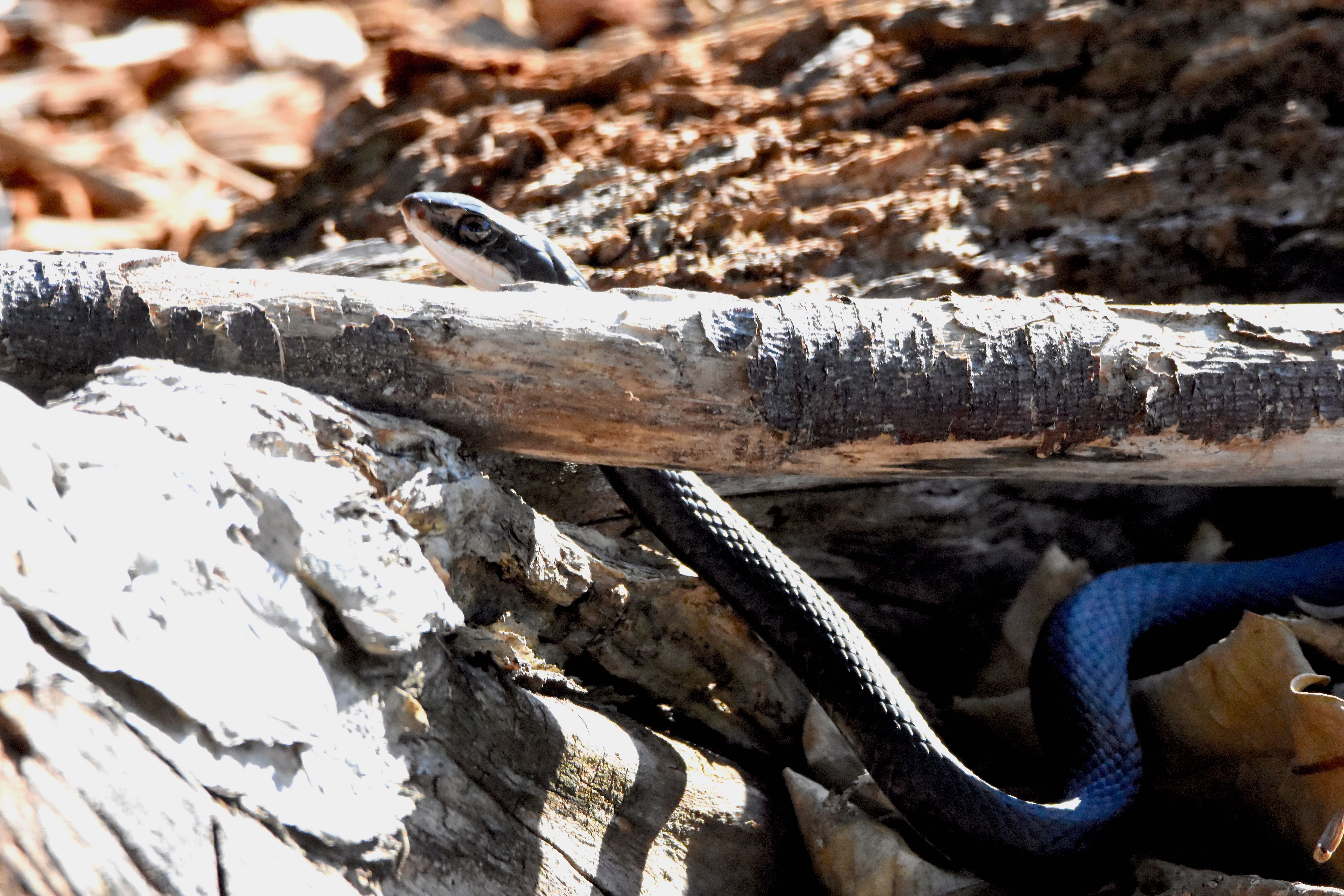 southern black racer