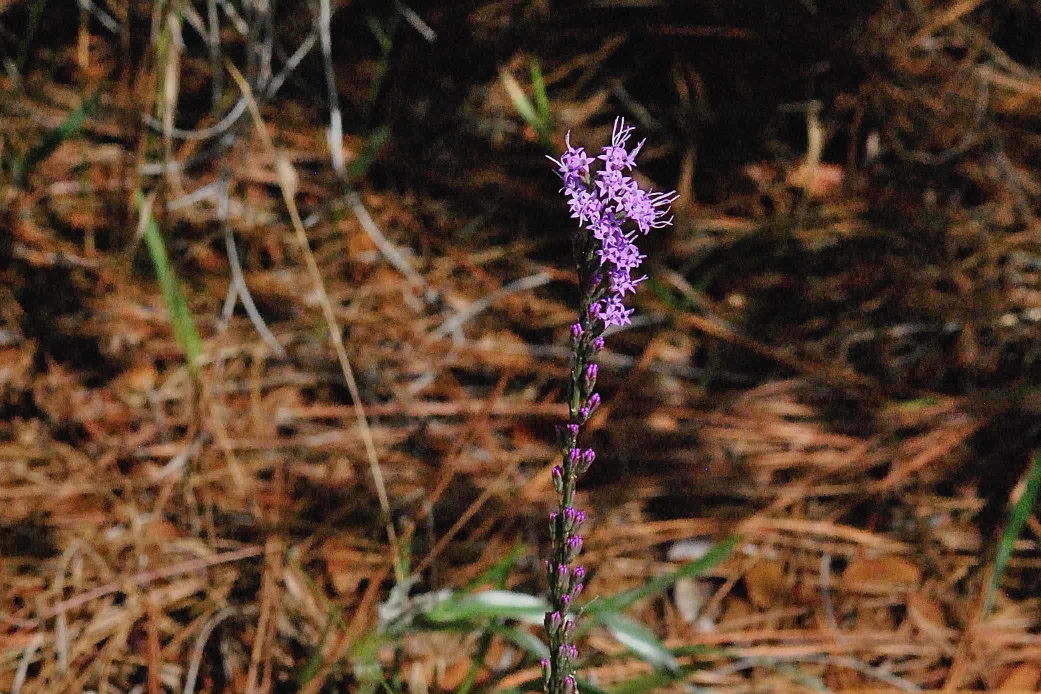 Chapman's Gayfeather / Blazingstar