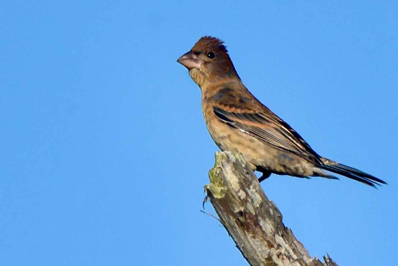 blue grosbeak
