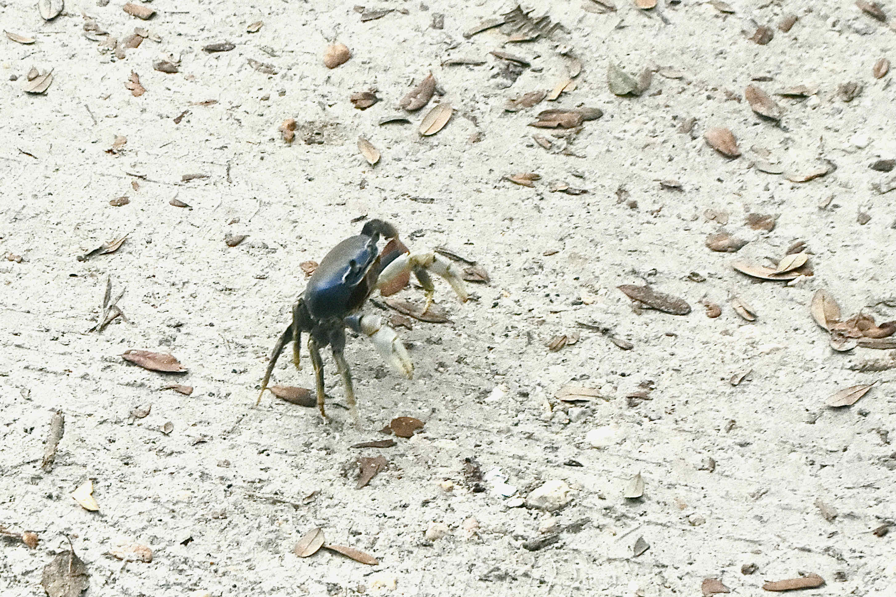 blue land crab