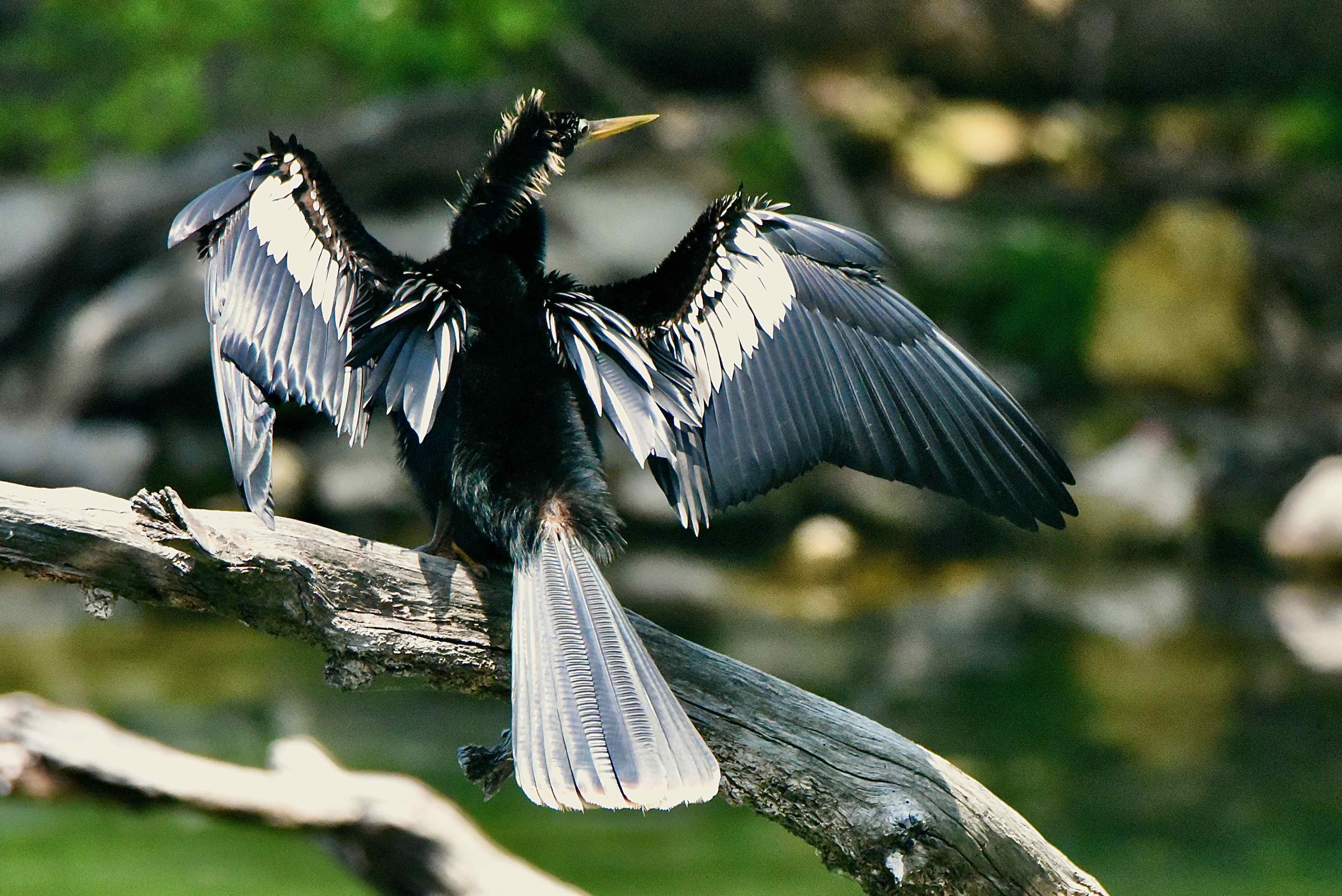 Anhinga