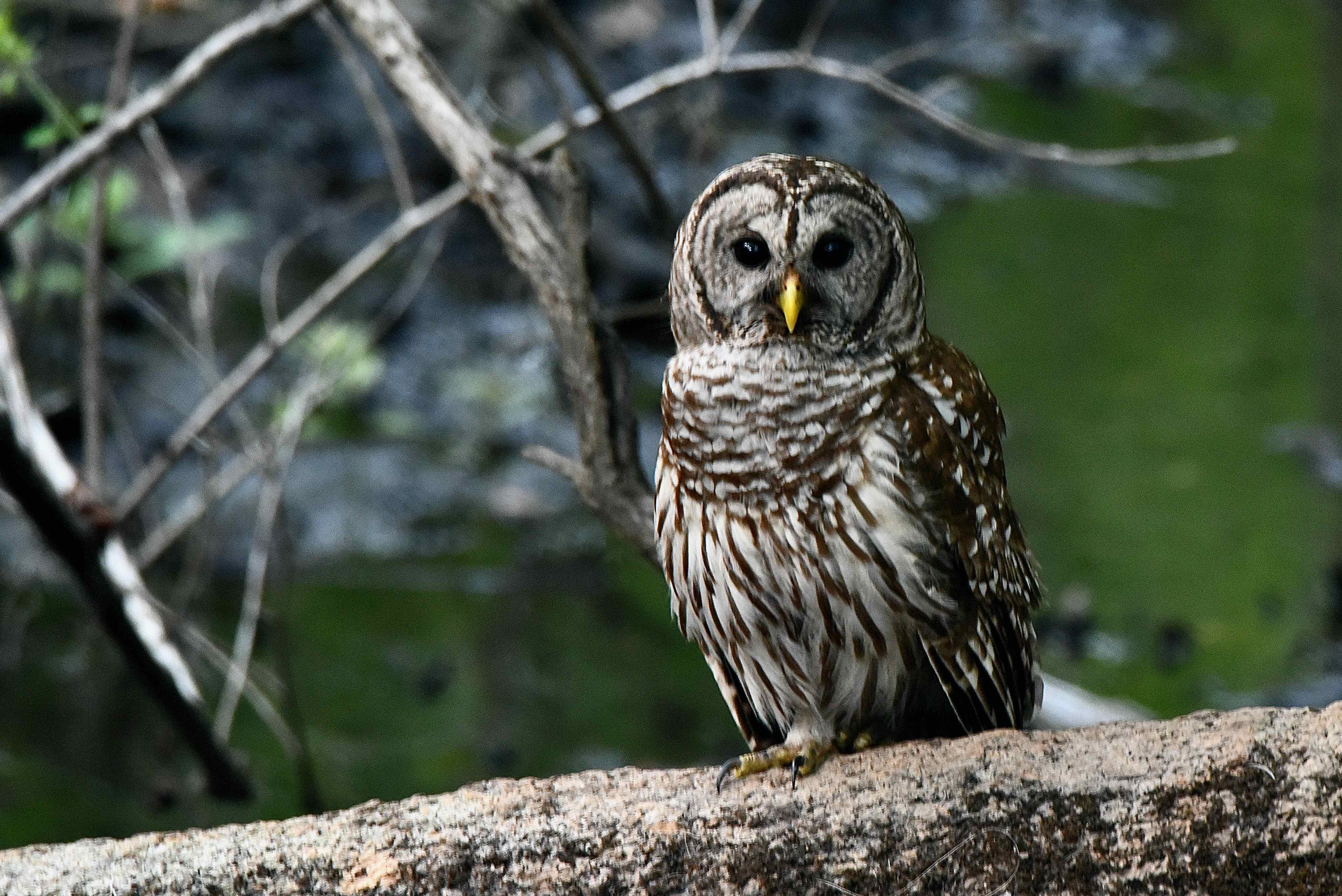 Barred Owl
