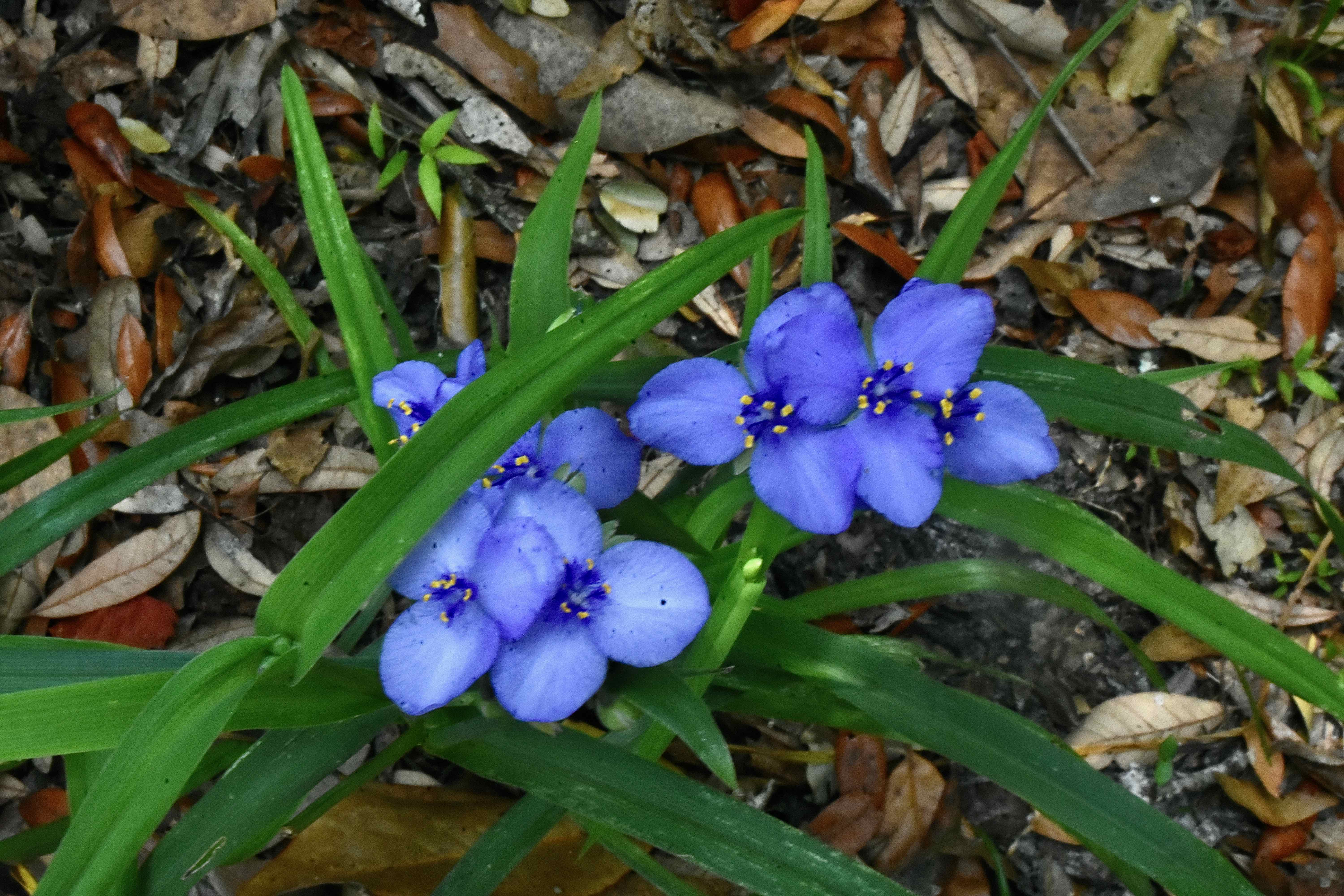 bluejacket/ohio spiderwort