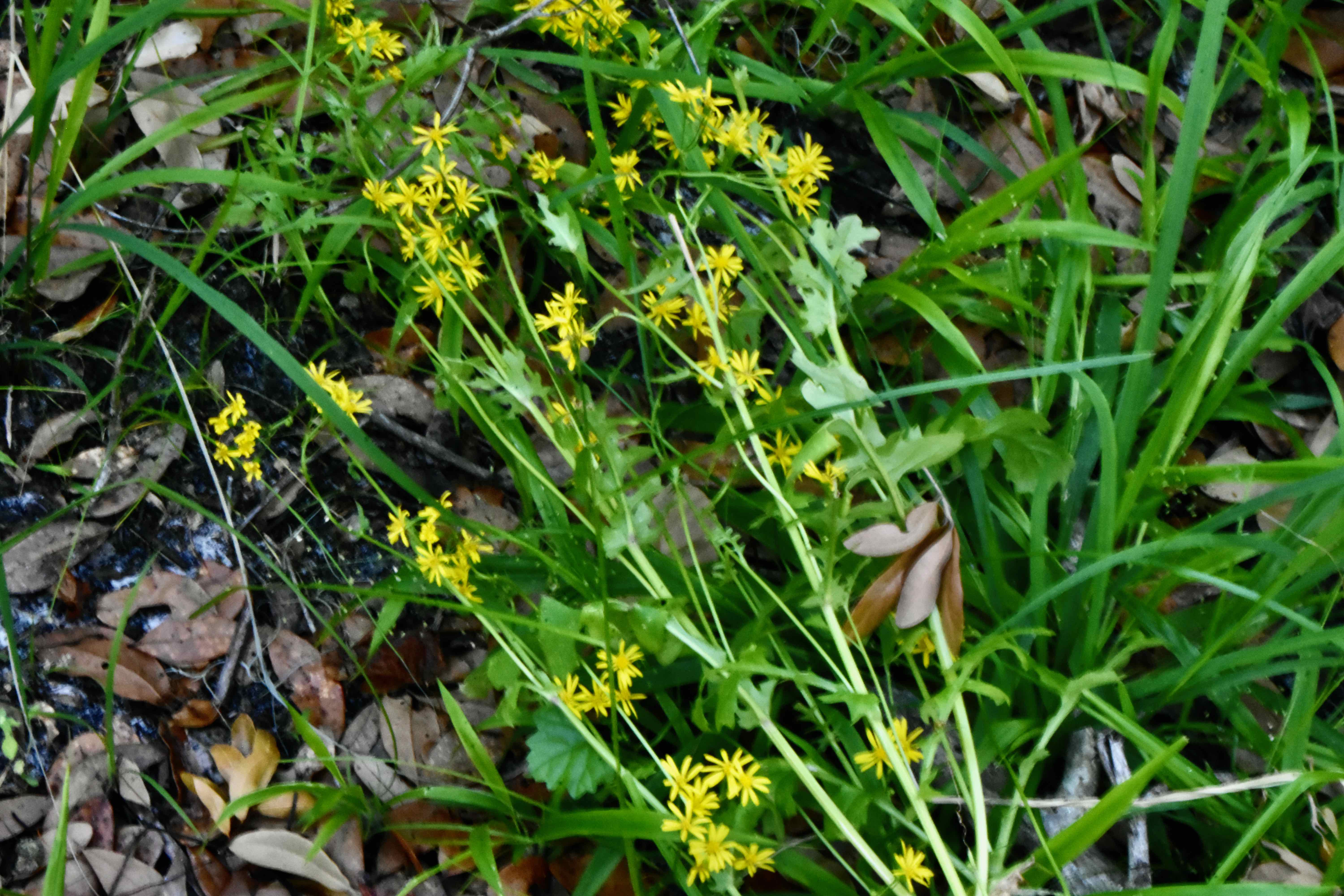 Butterweed