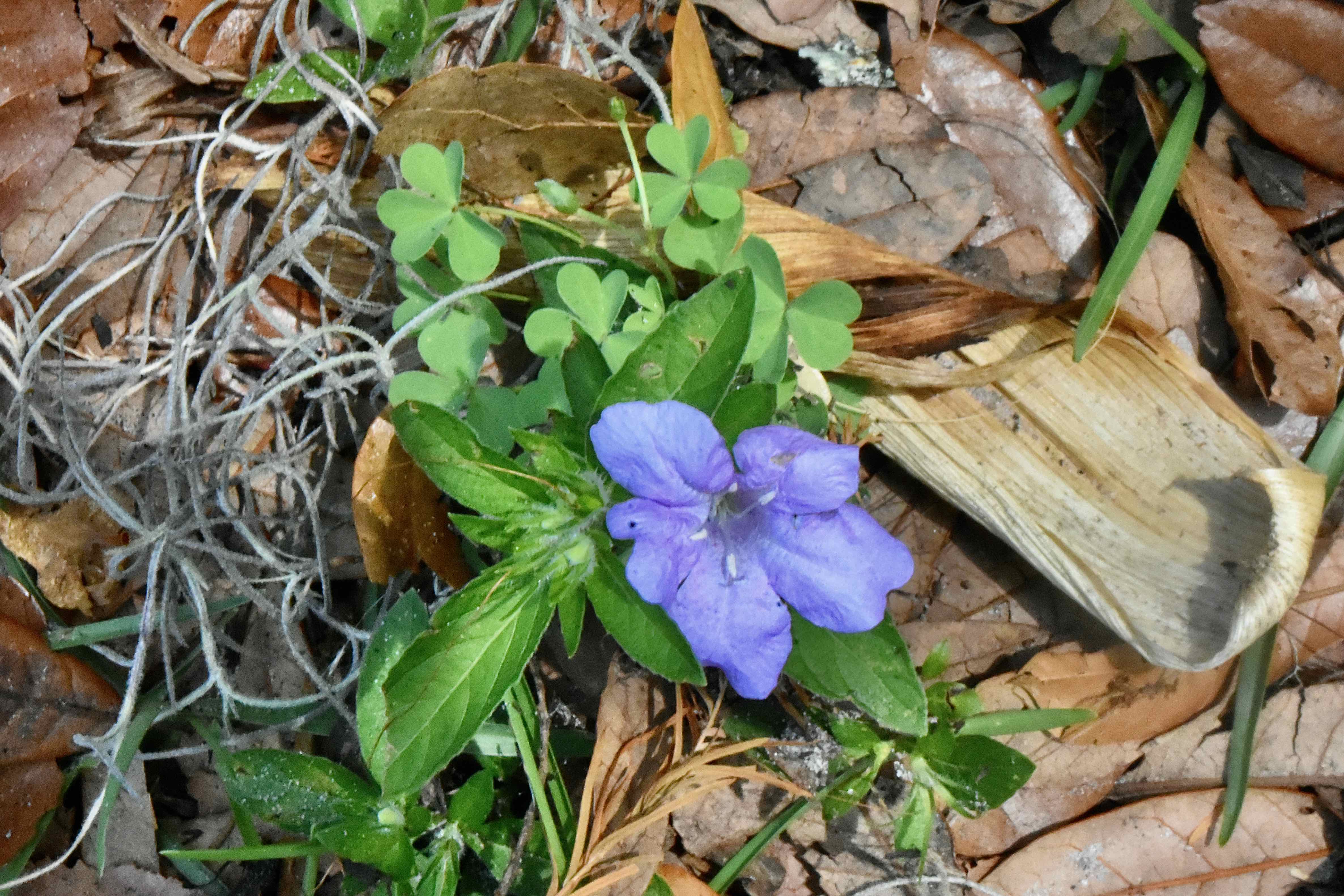 Carolina Petunia