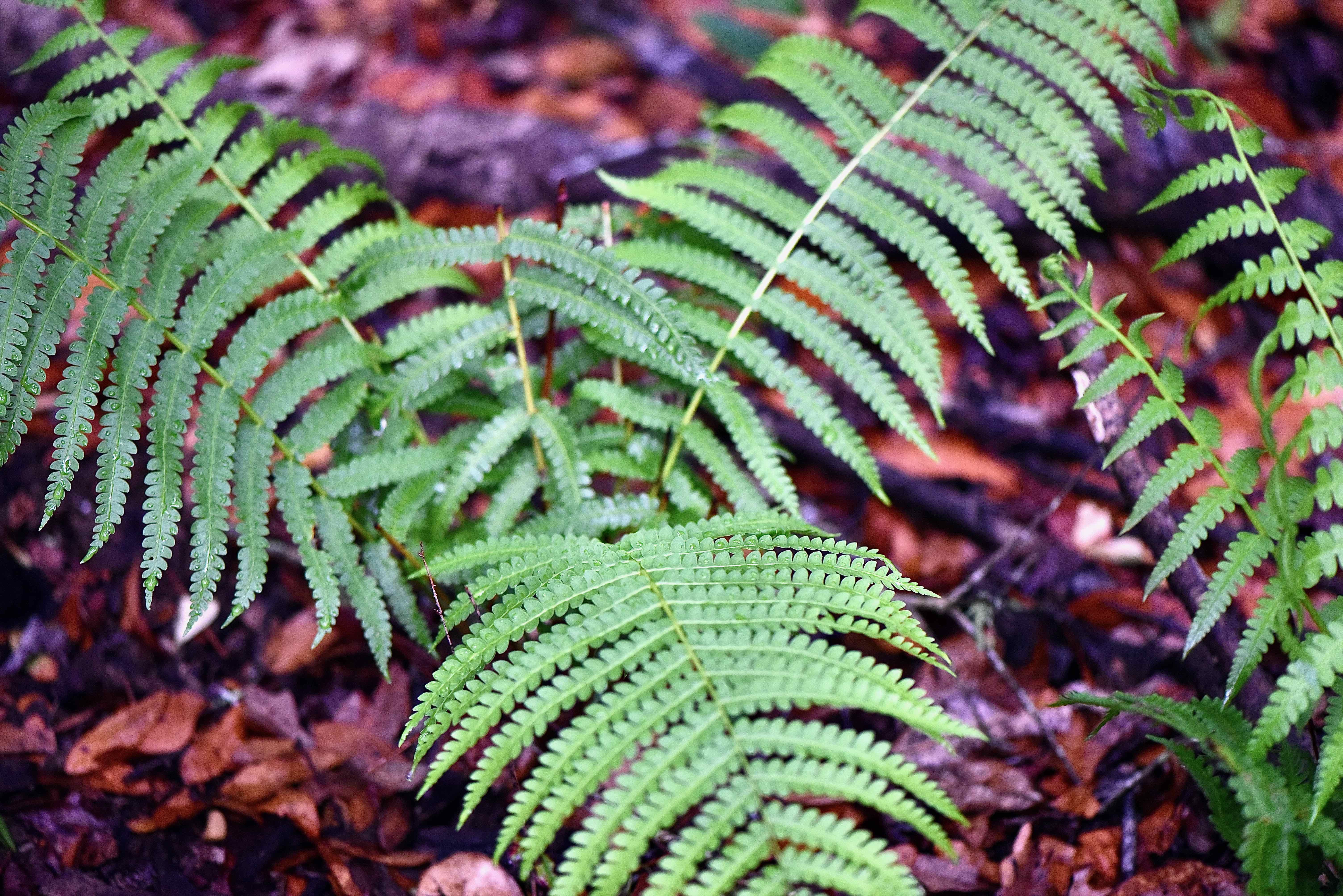 Cinnamon Fern
