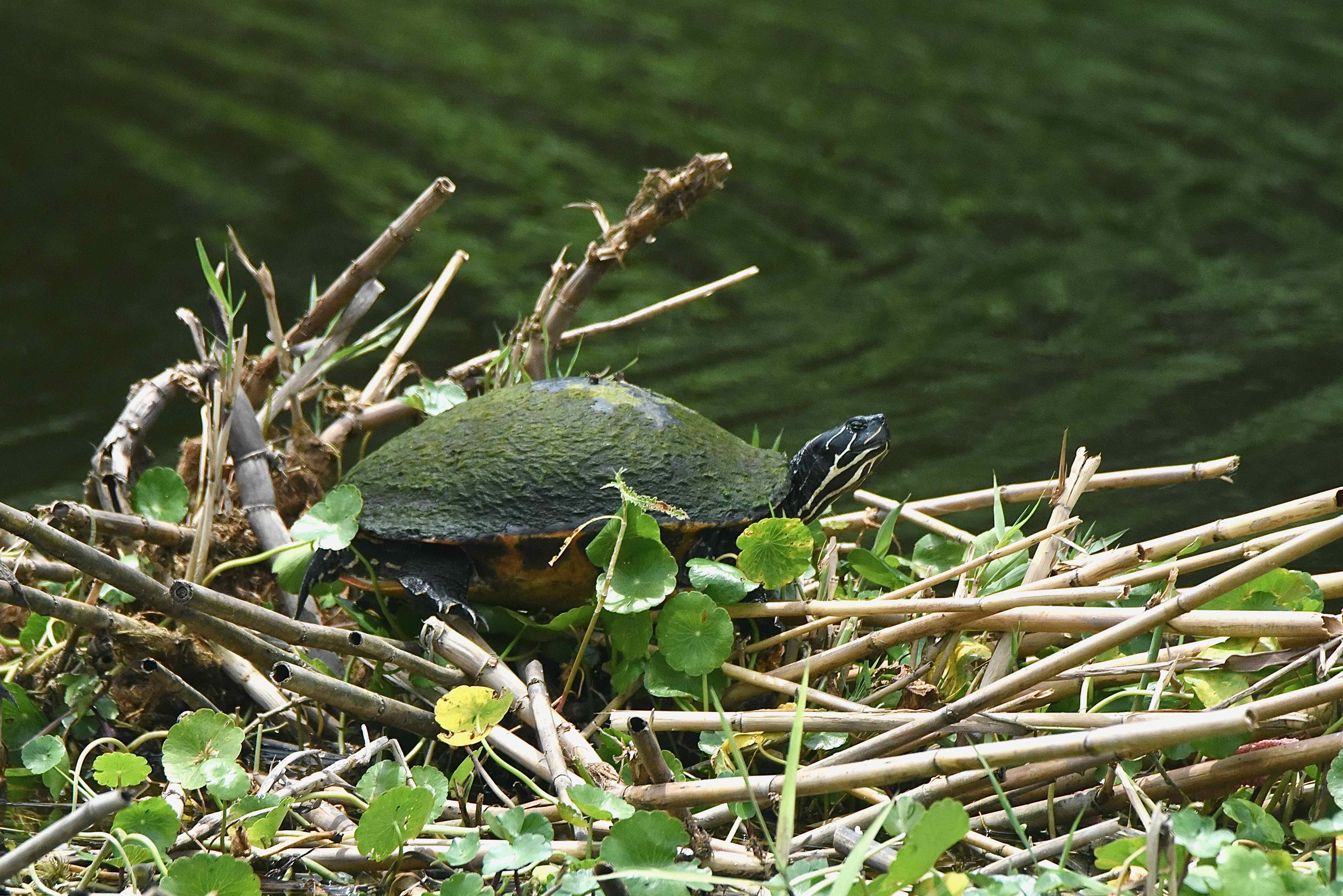 Florida Red-Bellied Turtle