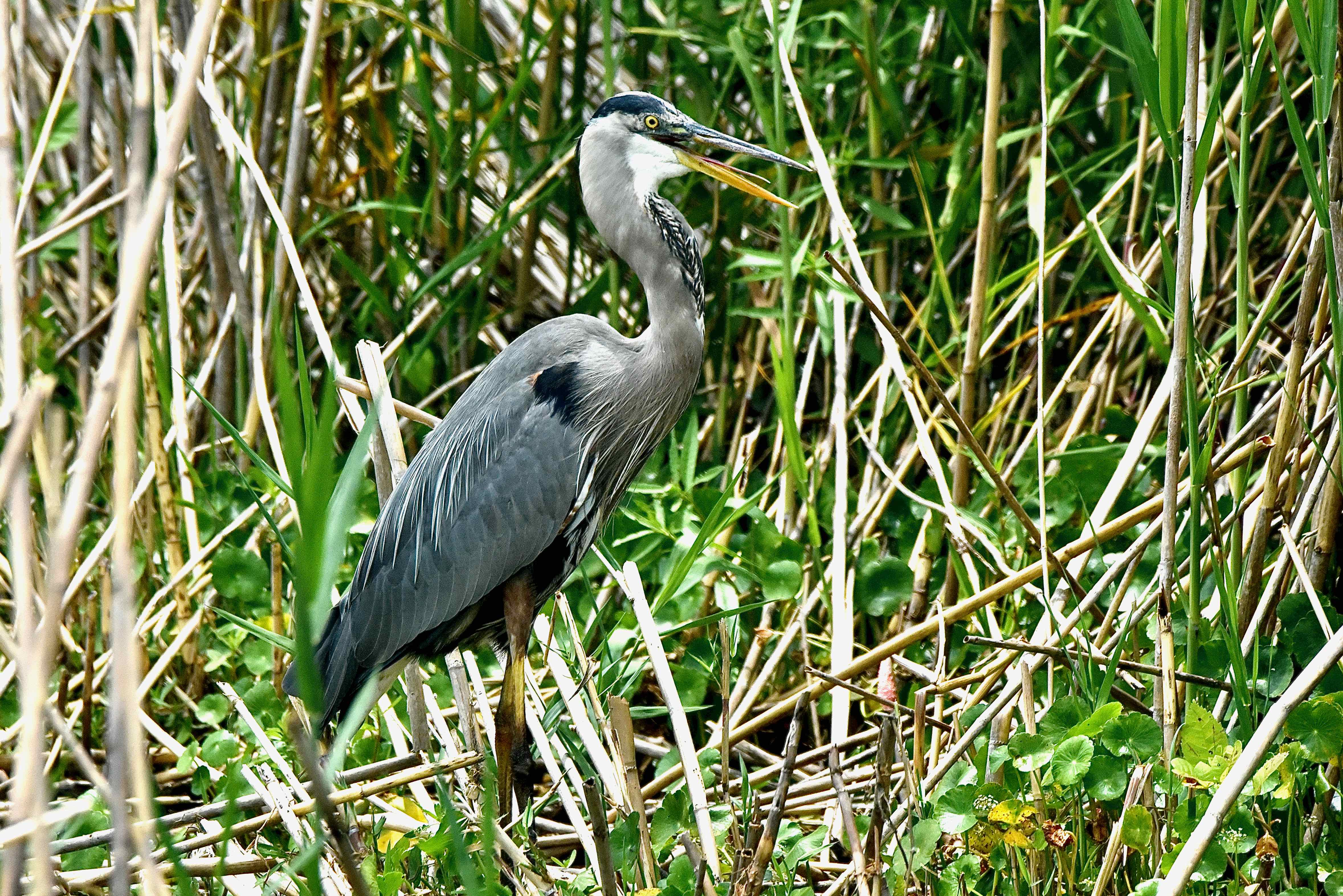 Great Blue Heron