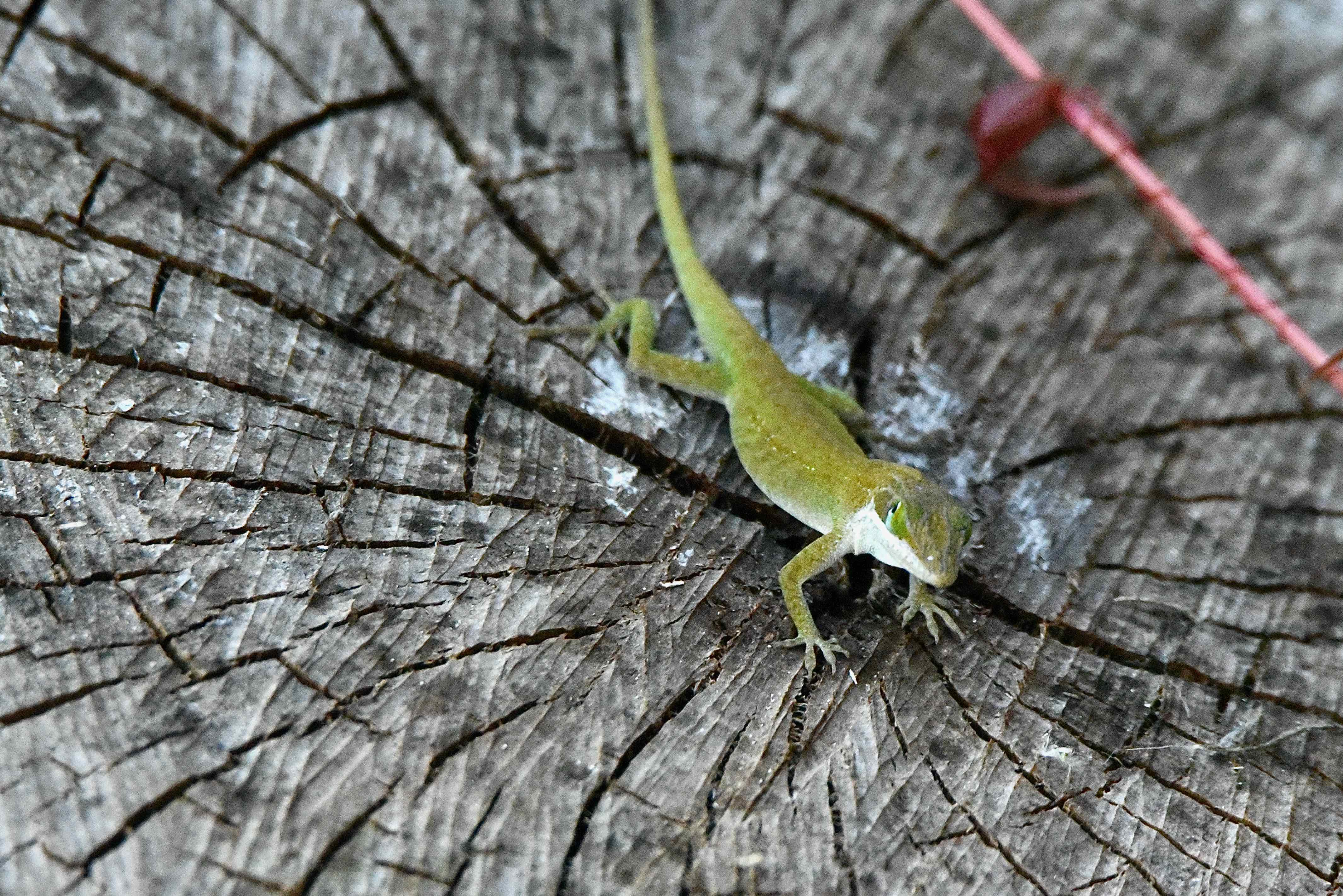 Green Anole