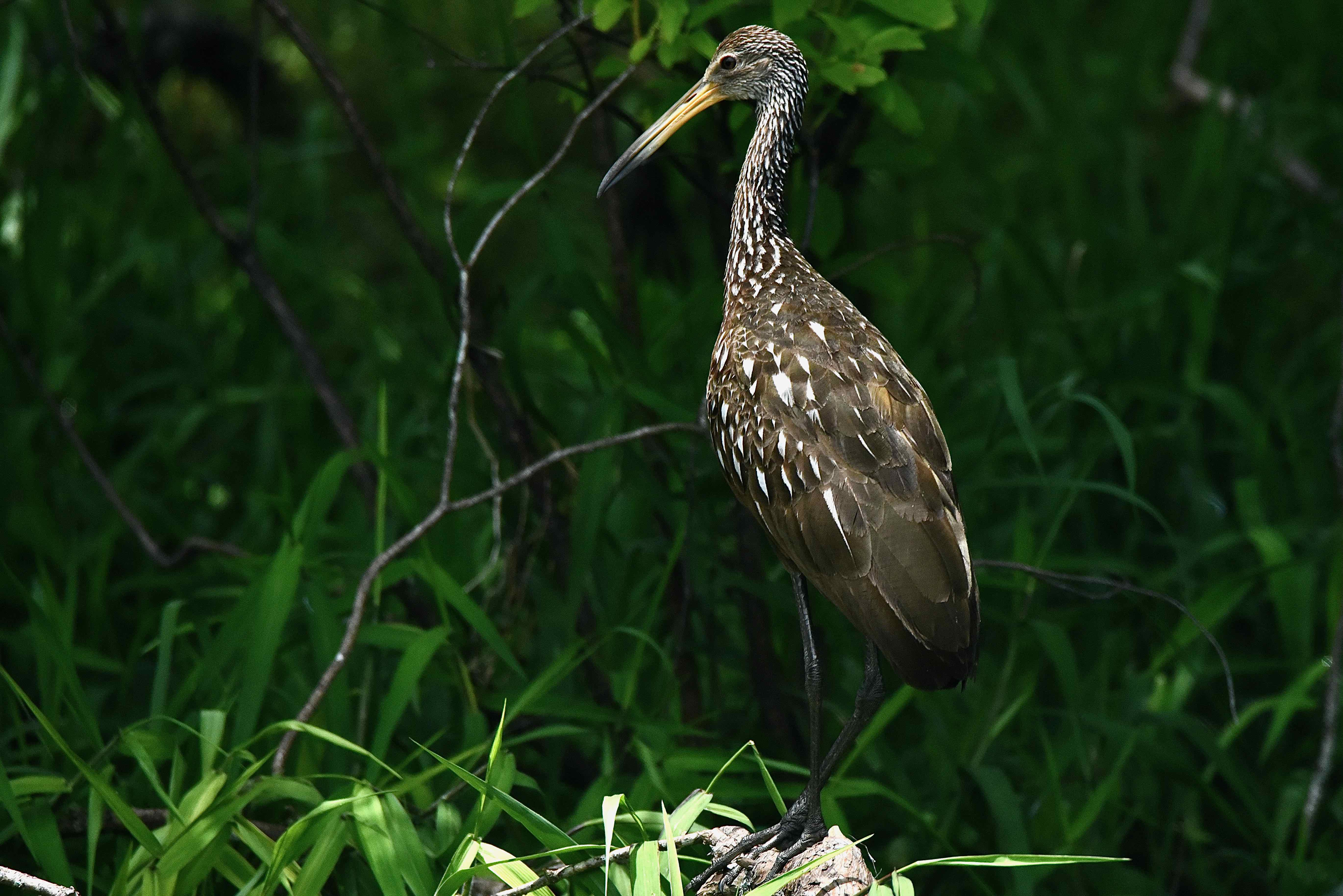 Limpkin