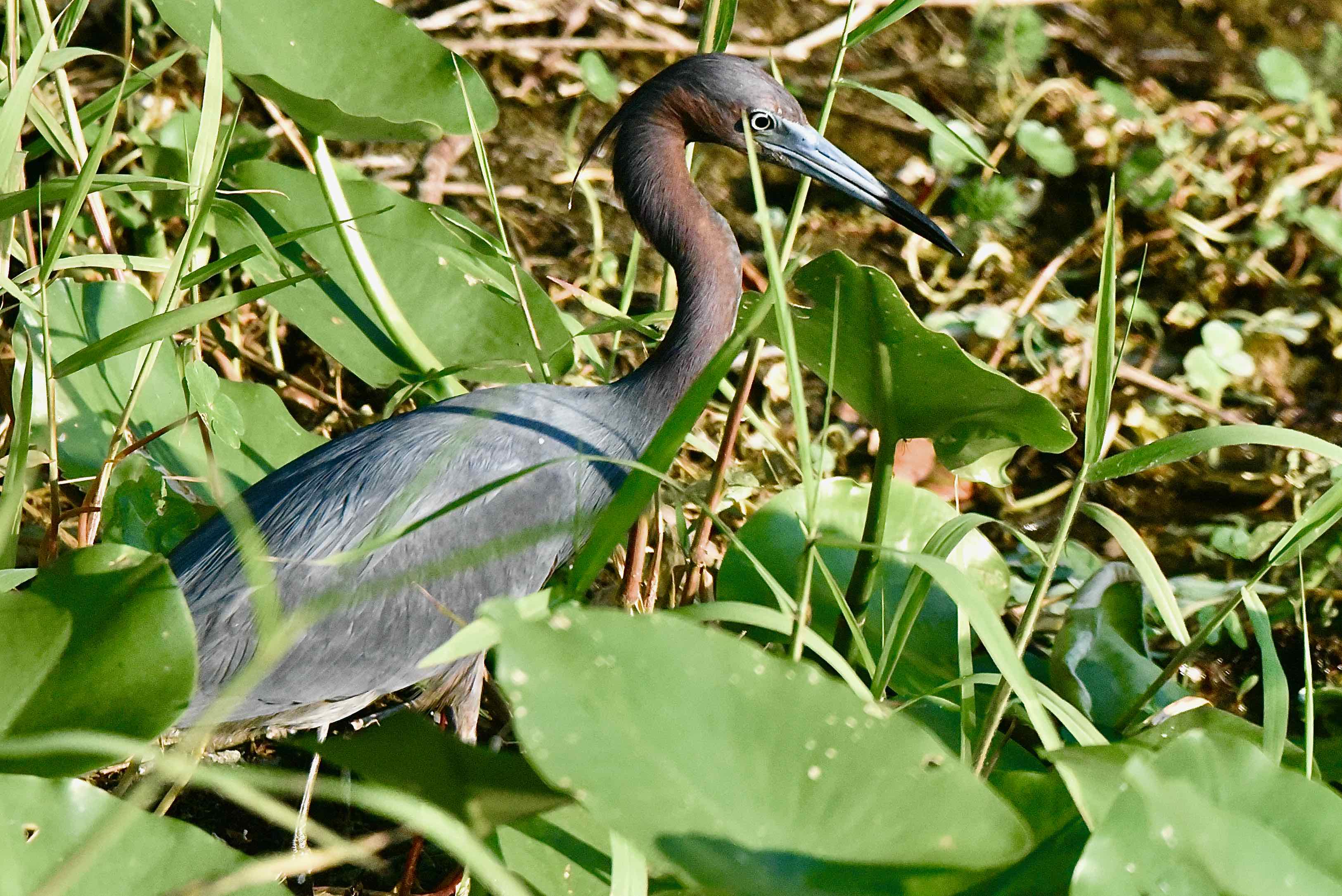 Little Blue Heron