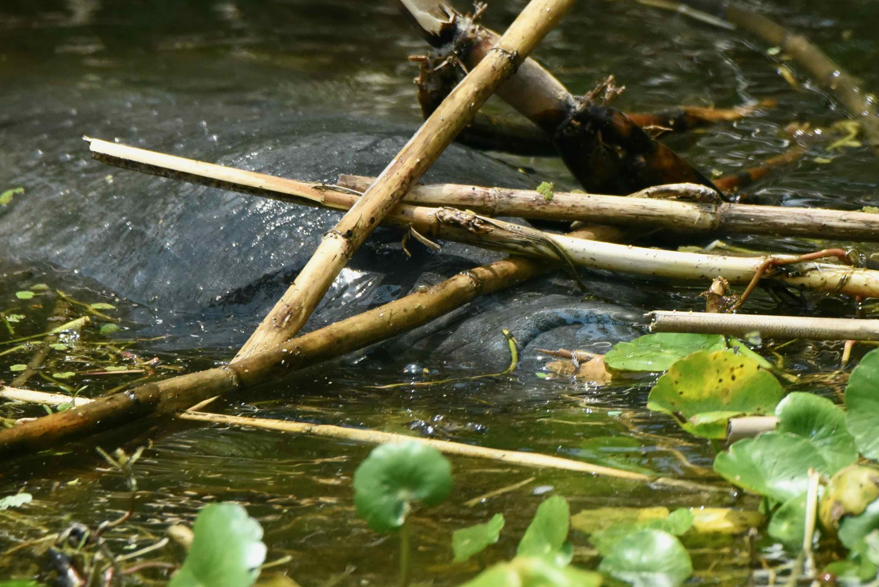 West Indian Manatee