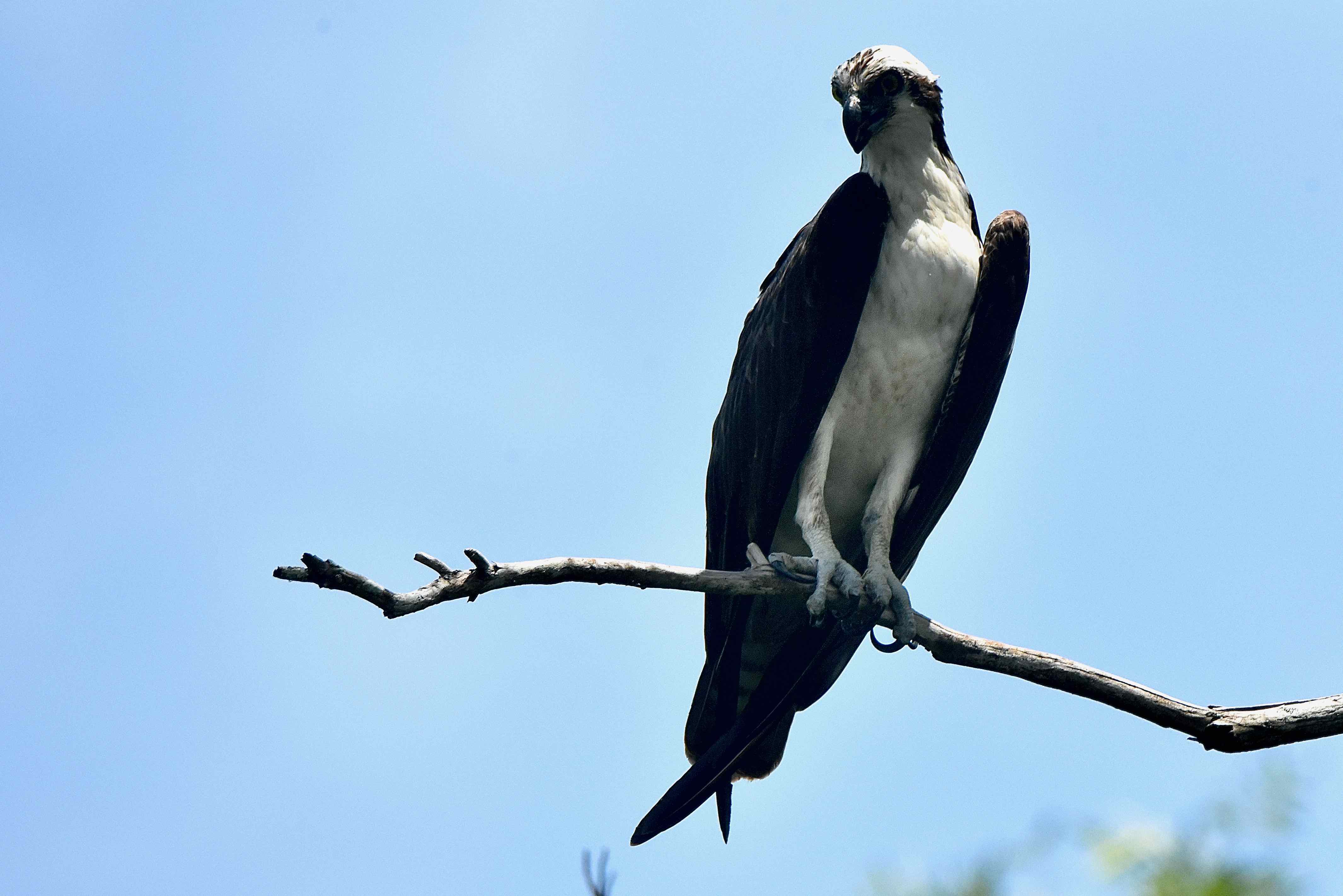 Osprey