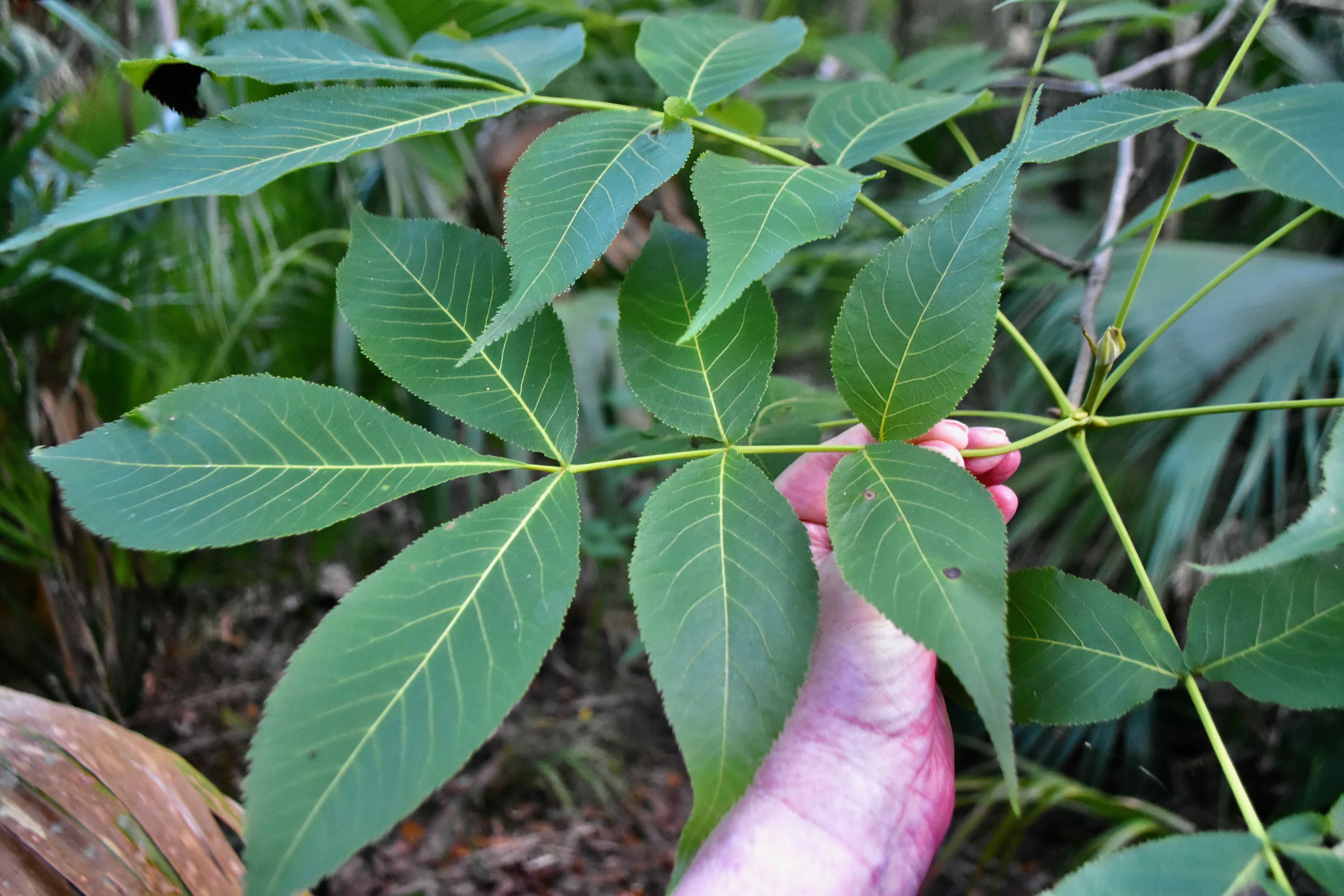 pignut-hickory