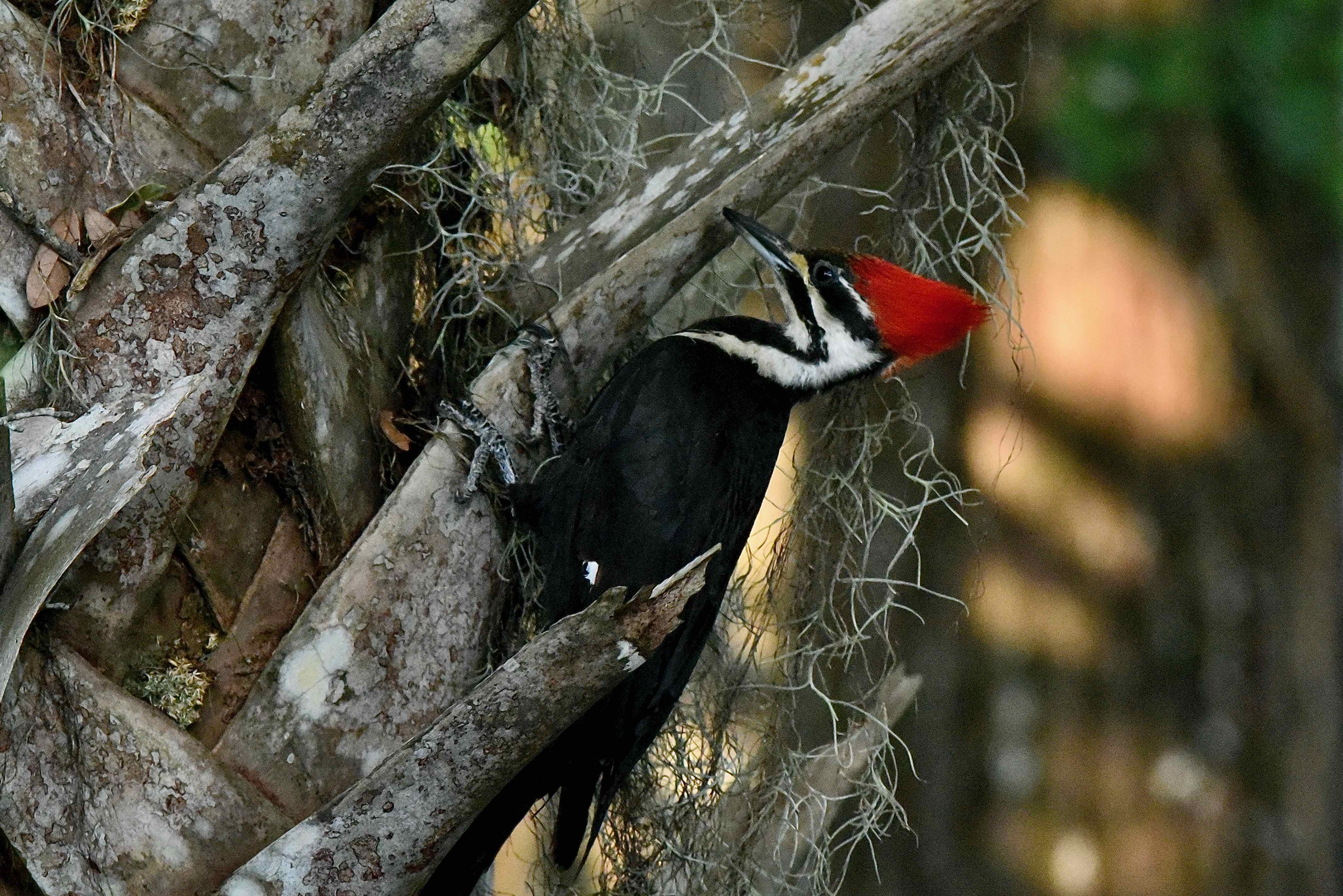Pileated Woodpecker