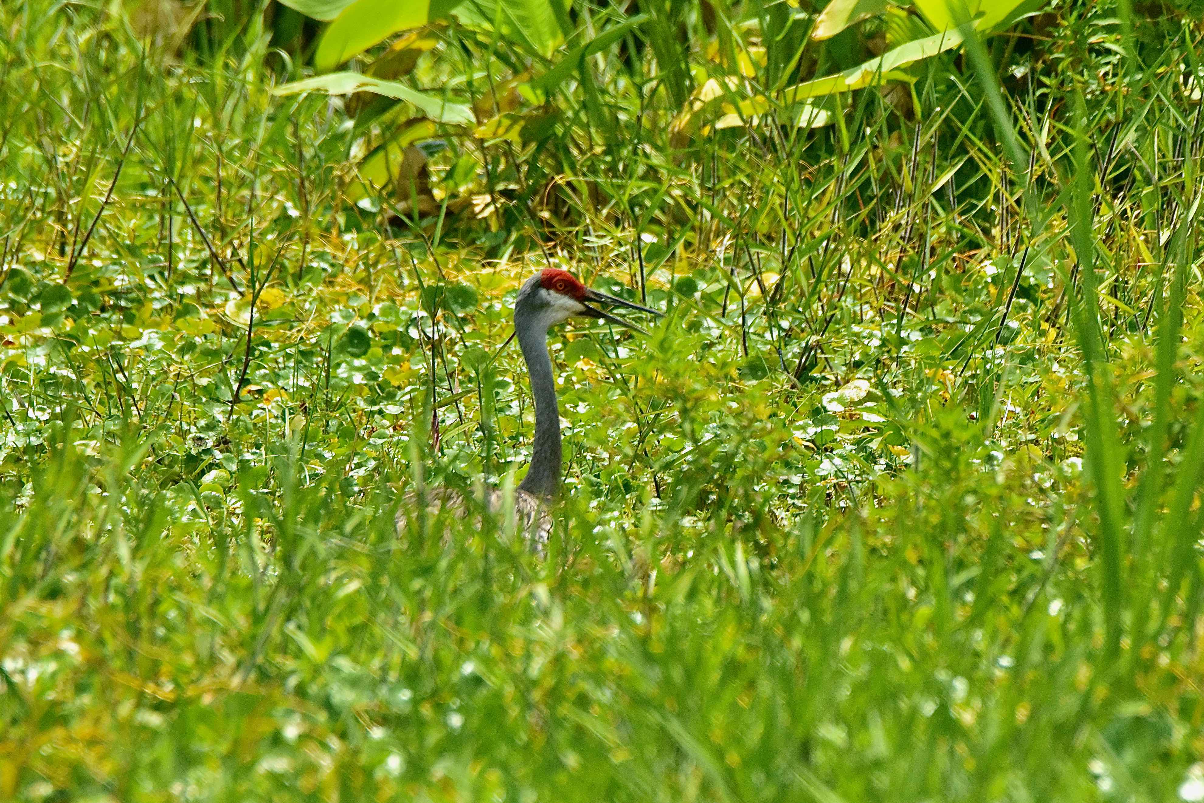 Sandhill Crane