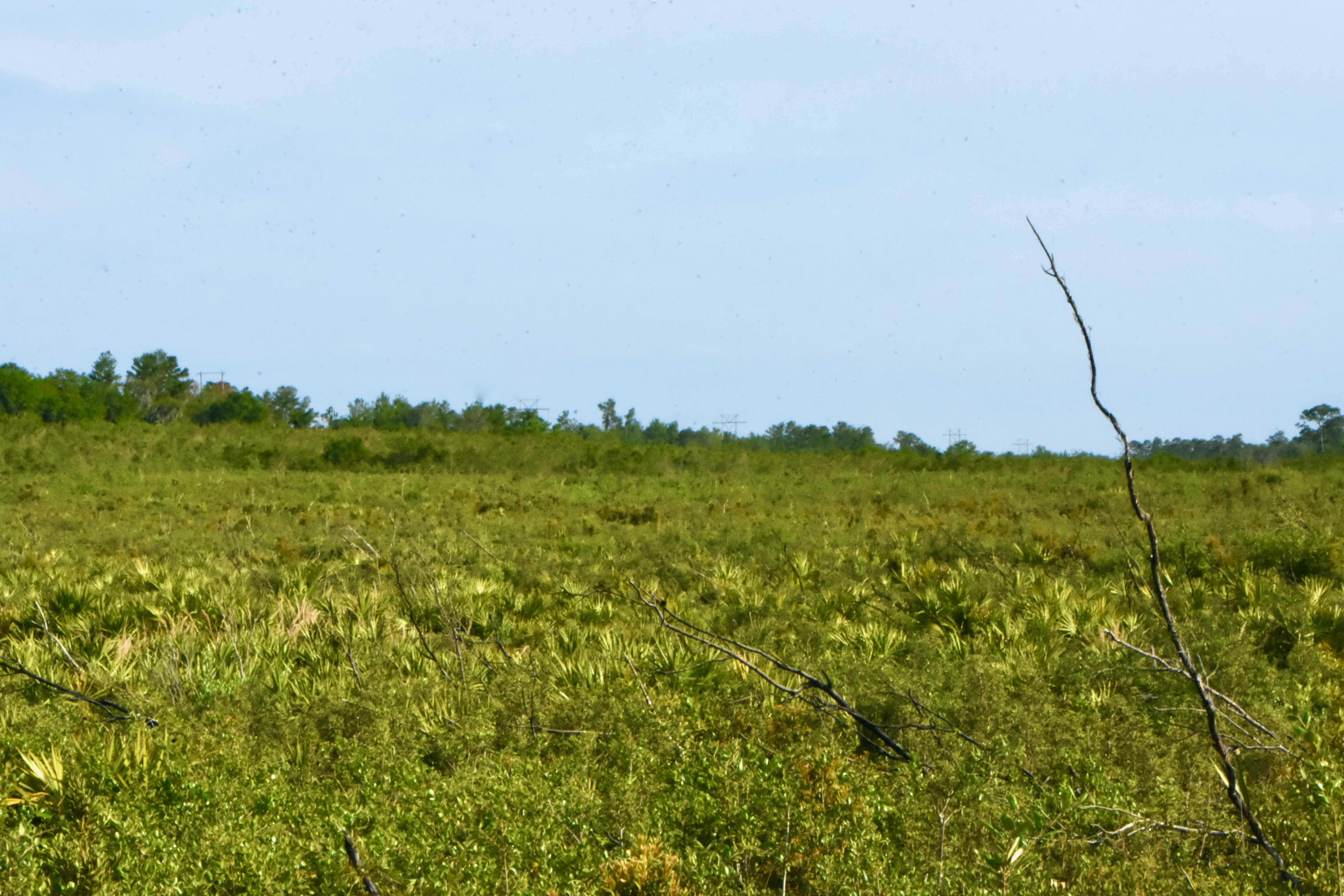 pine island trail scrub