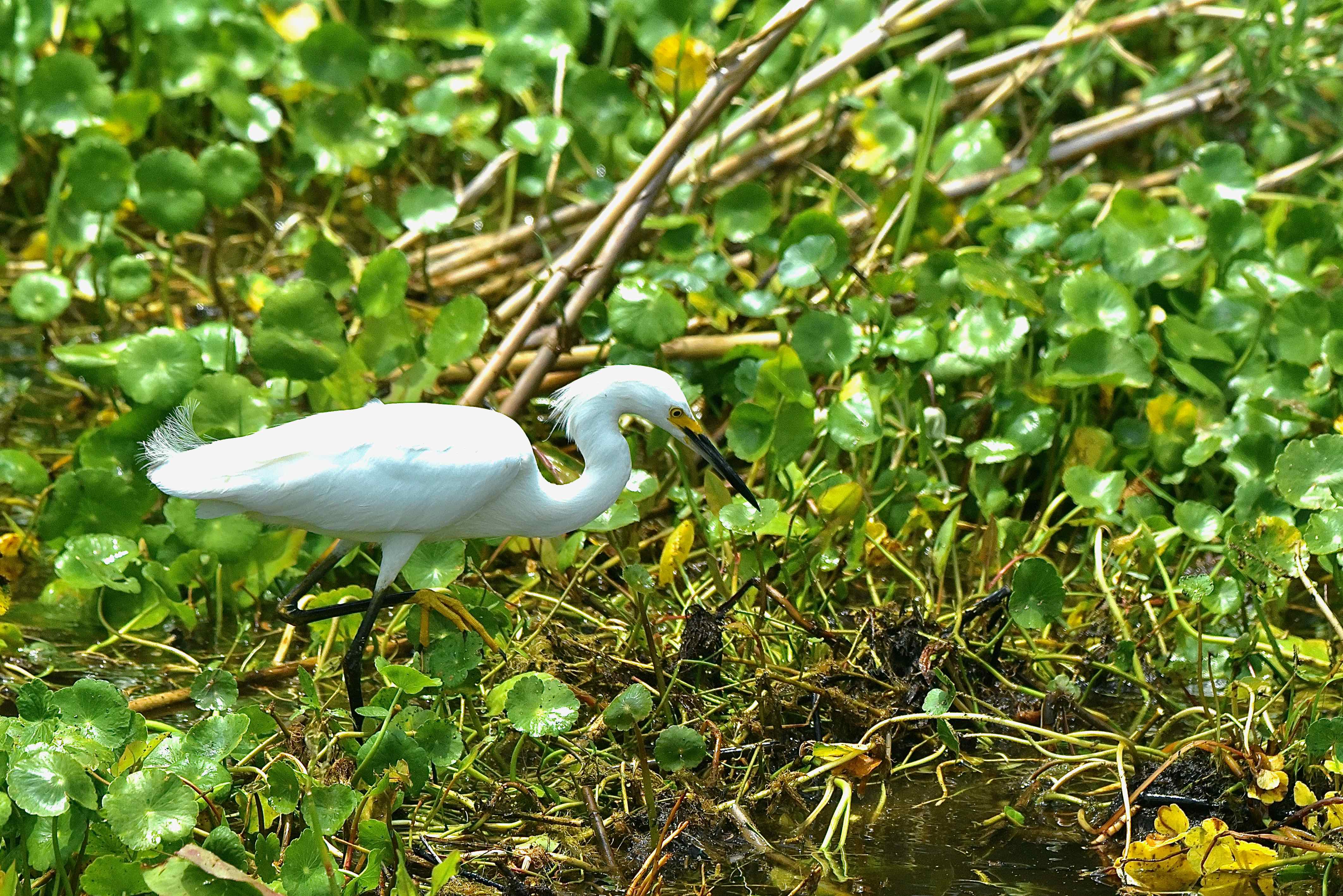 Snowy Egret