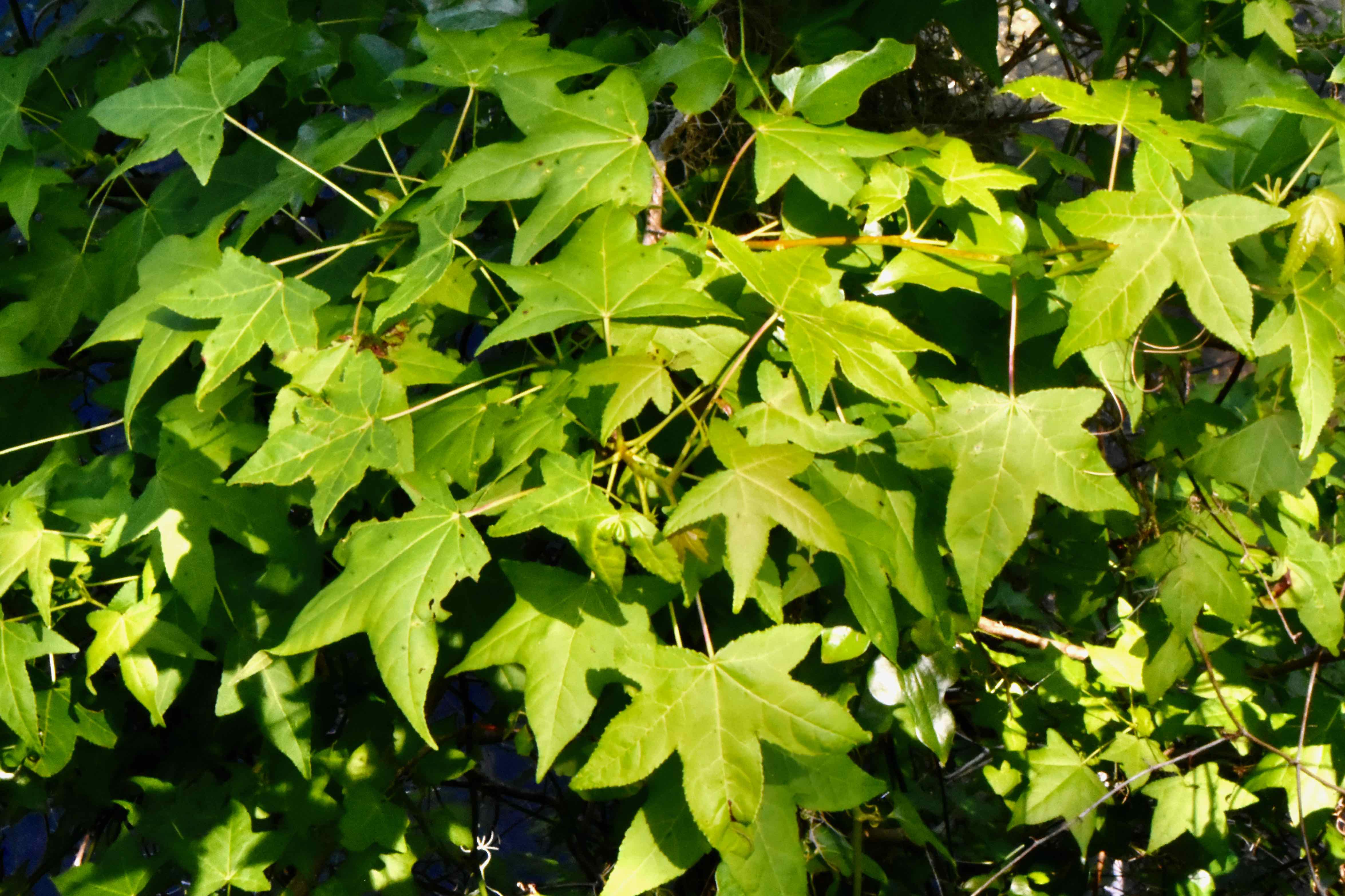 sweet gum