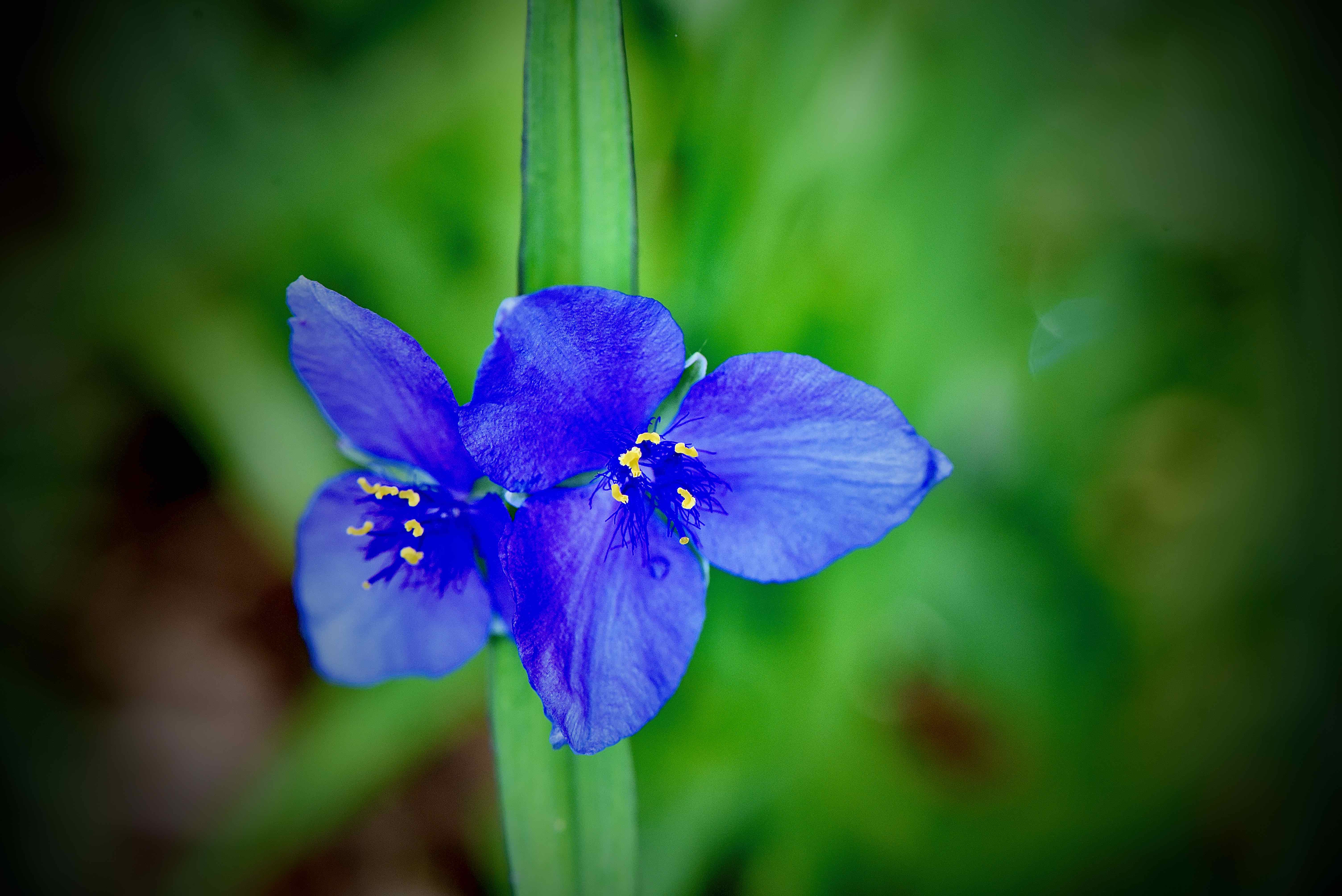Bluejacket