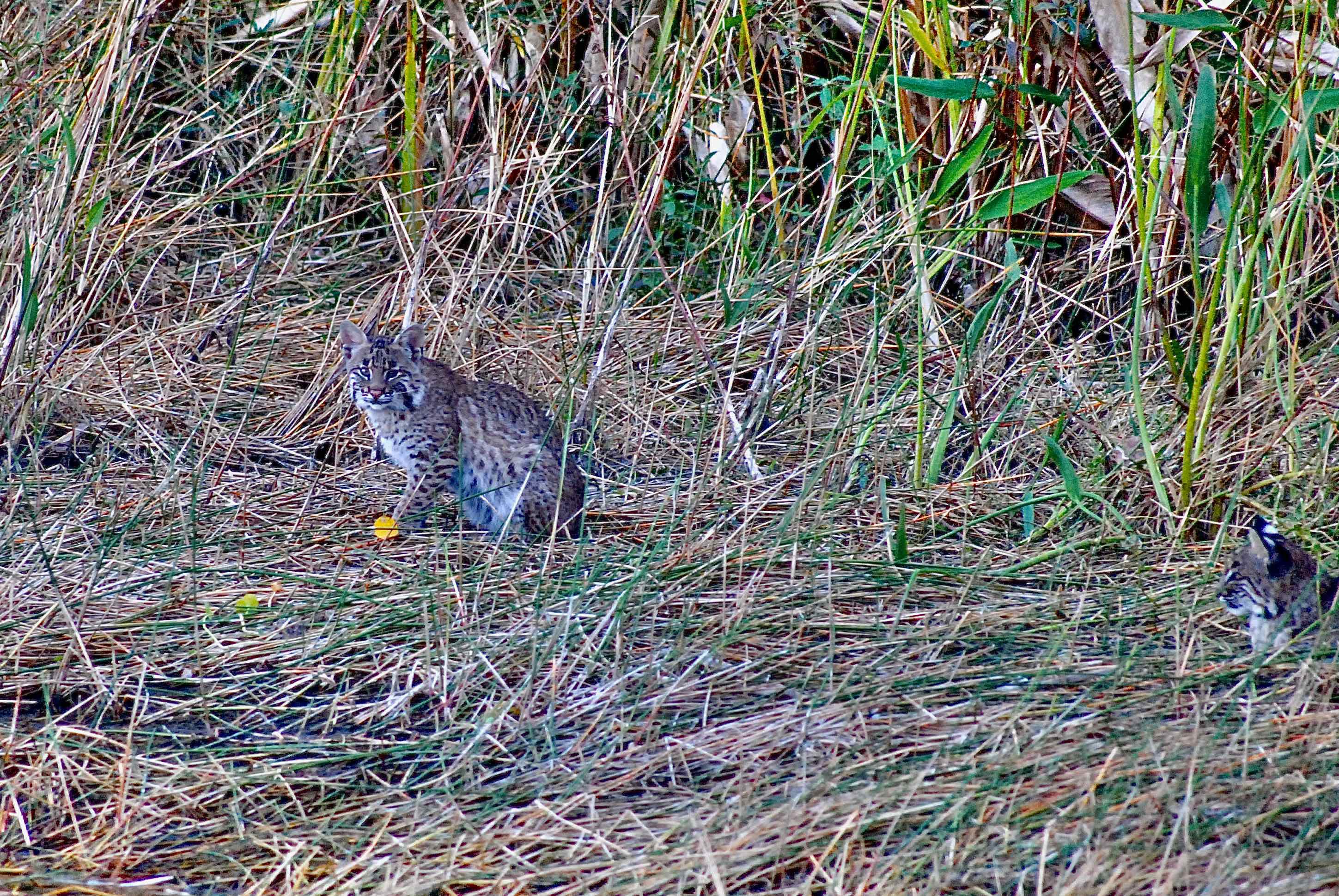 bobcat