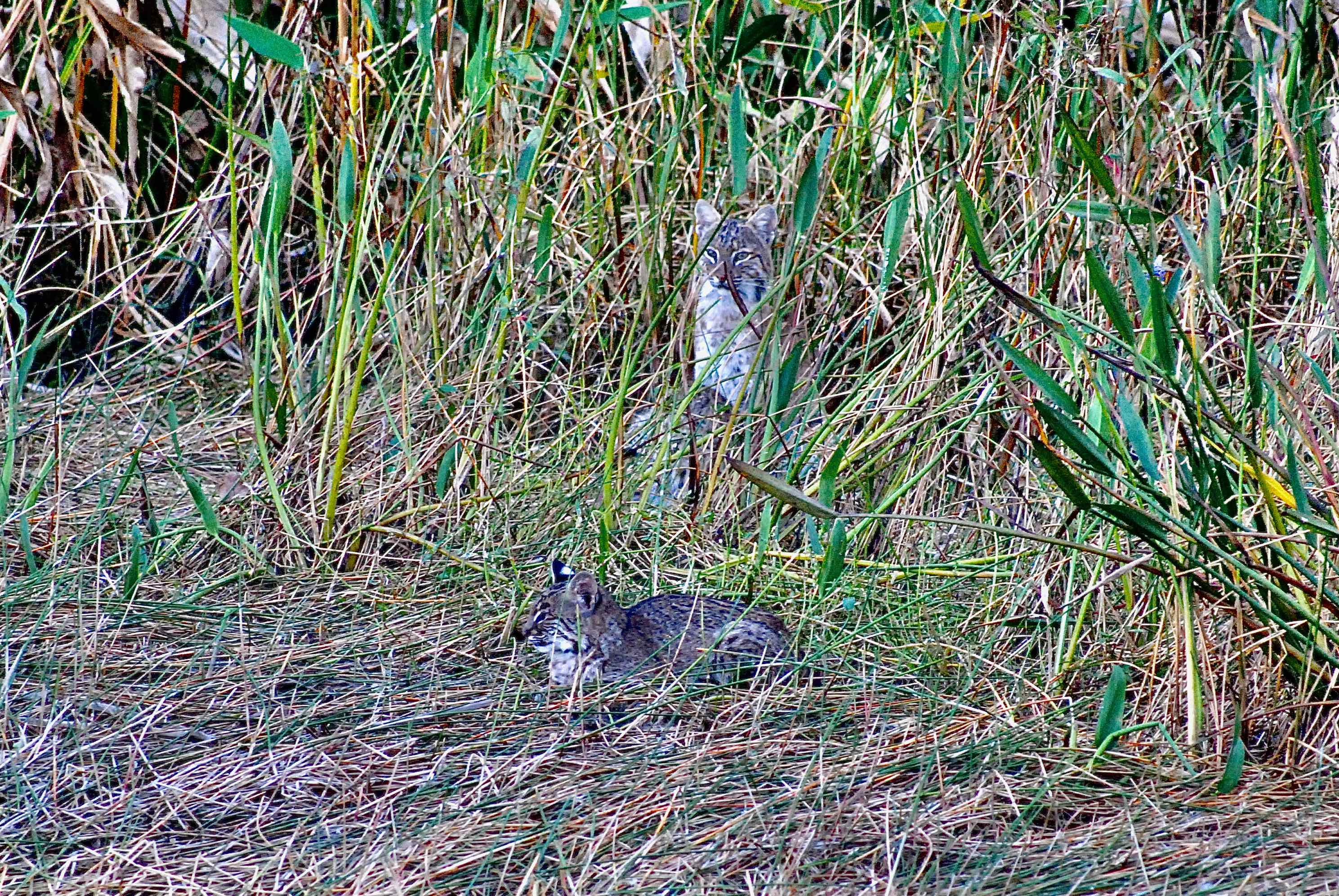bobcat