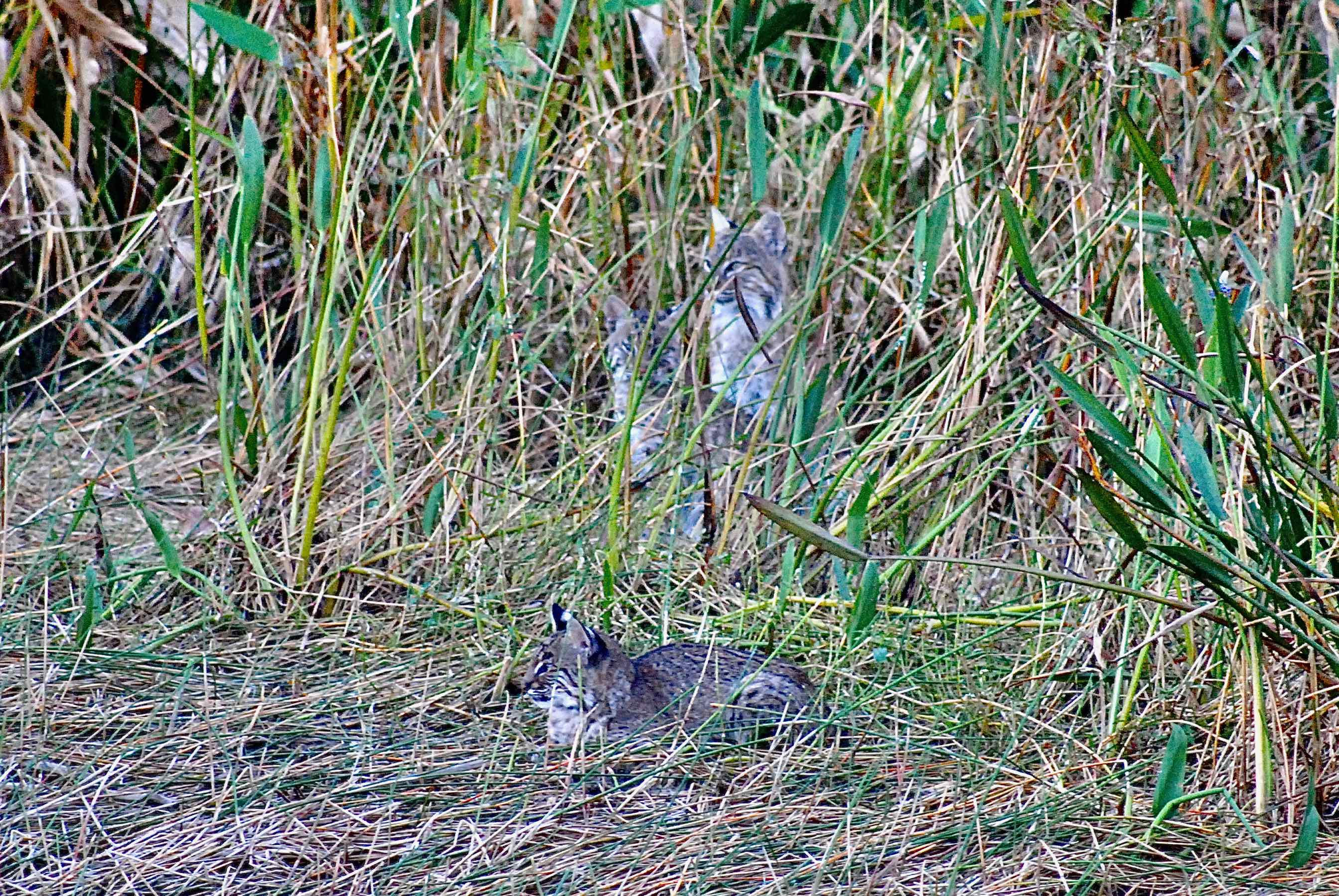 bobcat