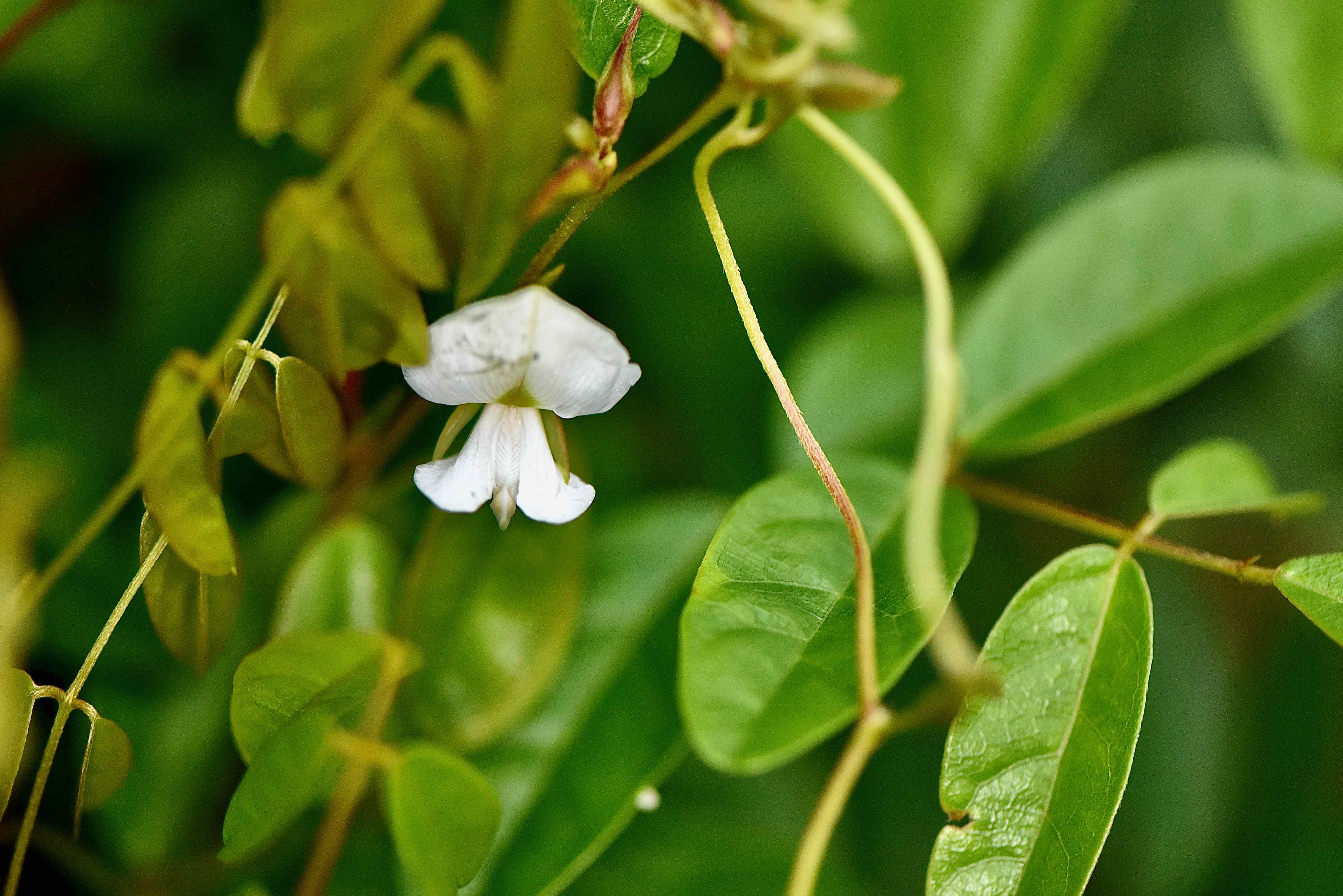 Elliot's Milkpea